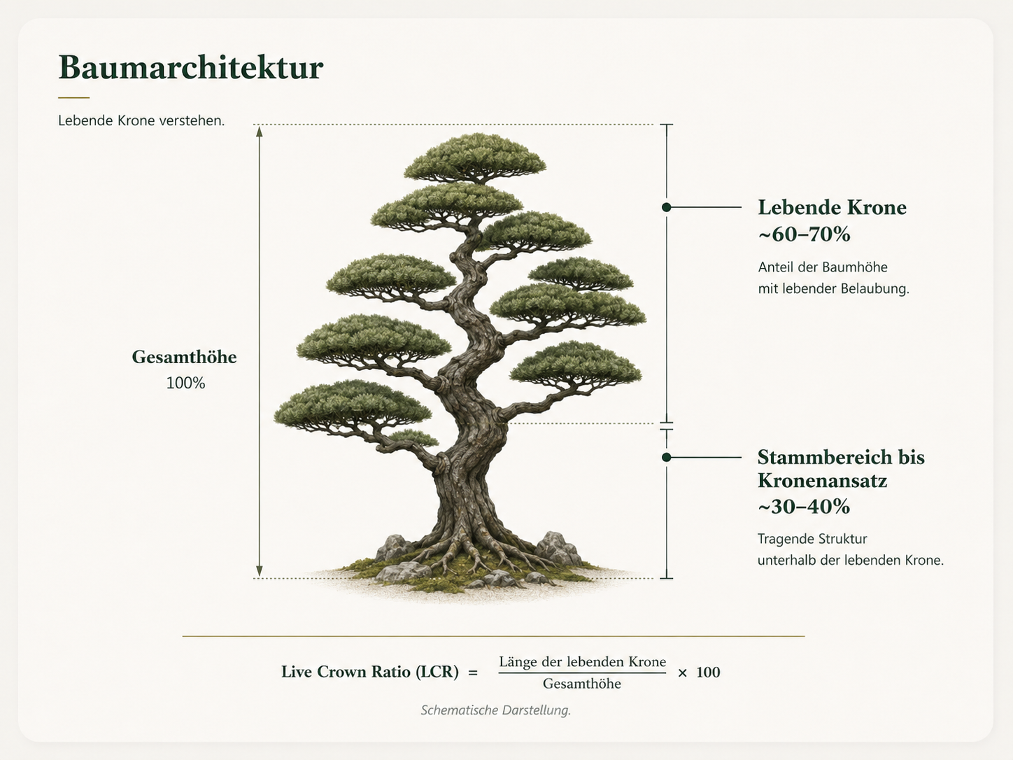 Baumarchitektur: lebende Krone und Stammstruktur verstehen