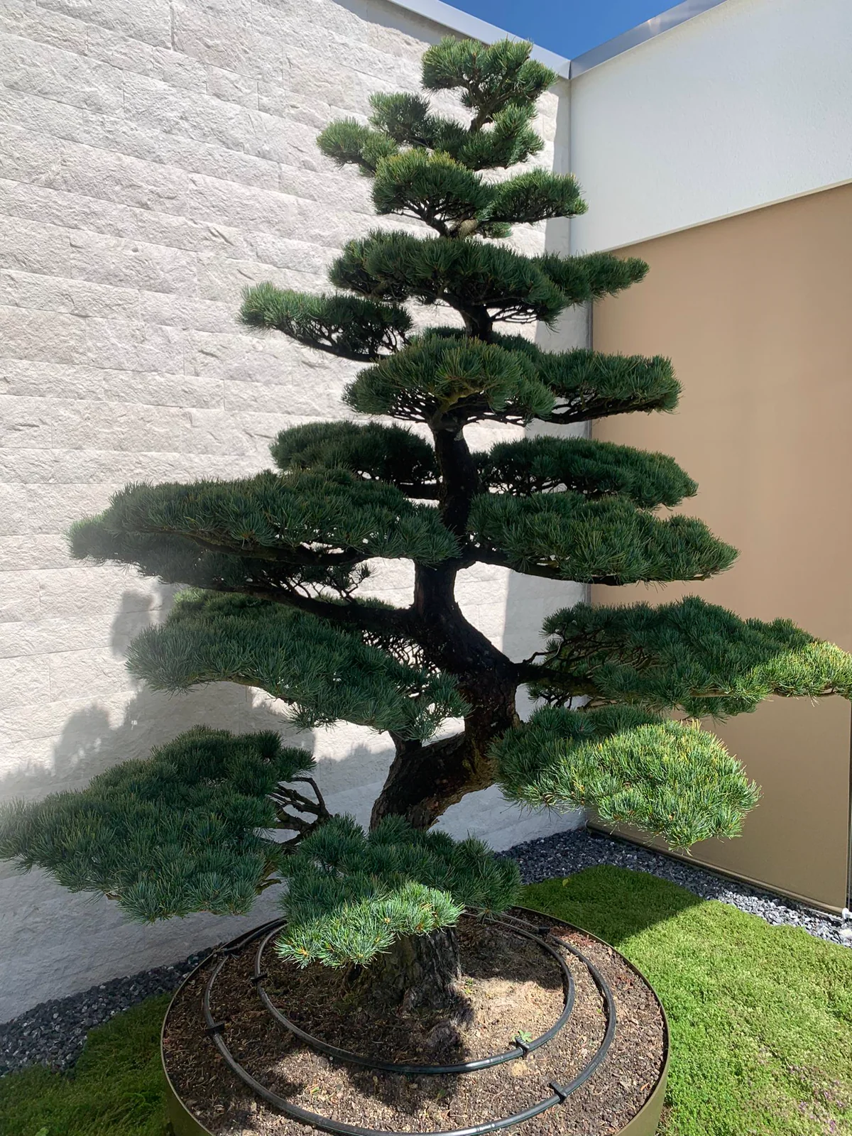 Niwaki im Schweizer Garten
