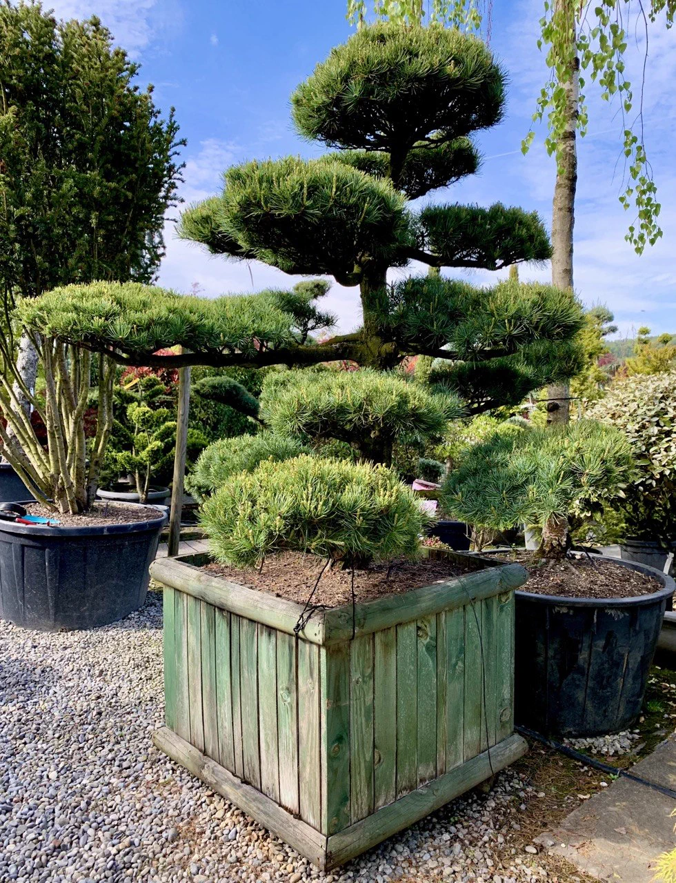 Nachher: Pinus parviflora: Kerzenarbeit am jungen Austrieb 1