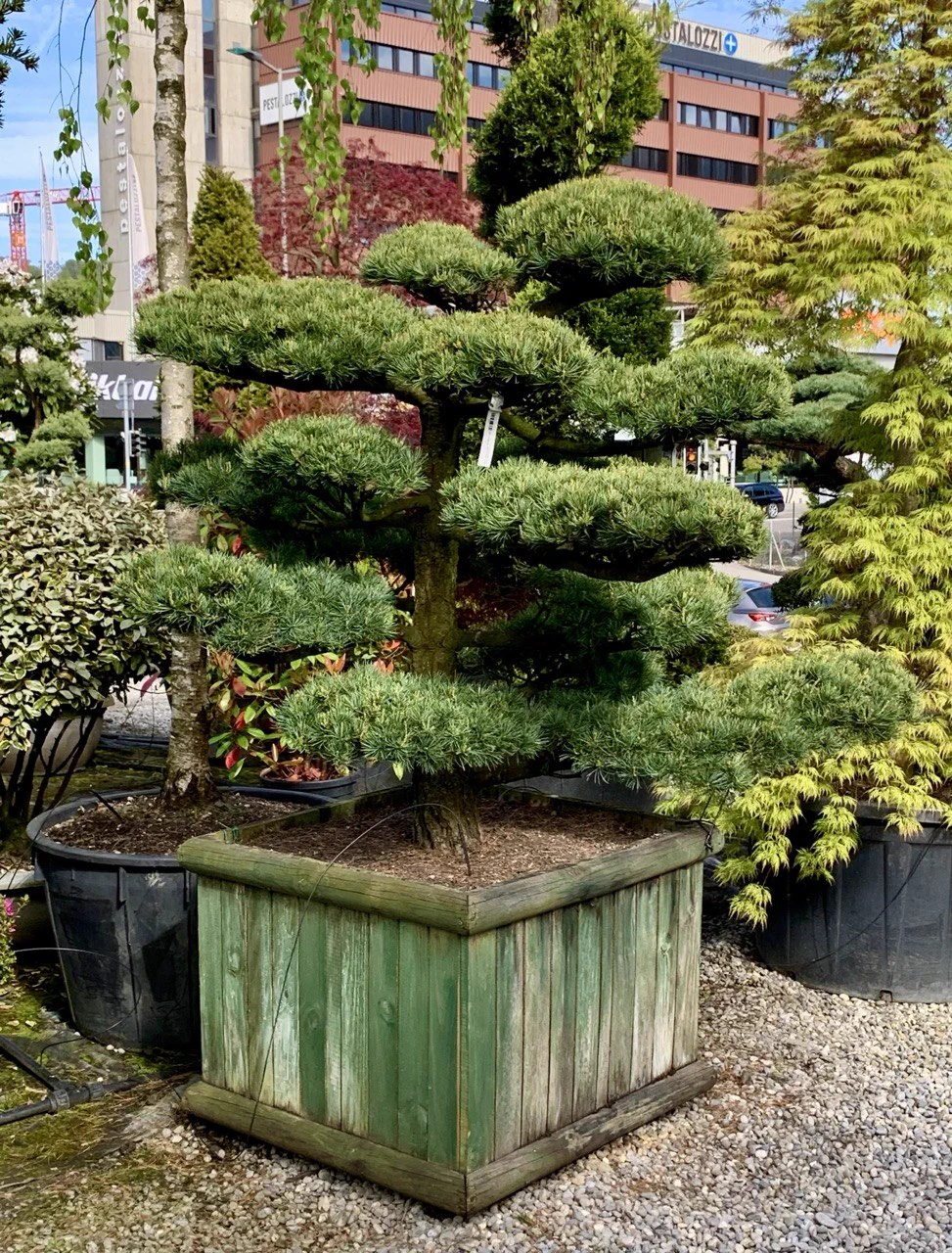 Nachher: Pinus parviflora: Kerzenarbeit am jungen Austrieb 2