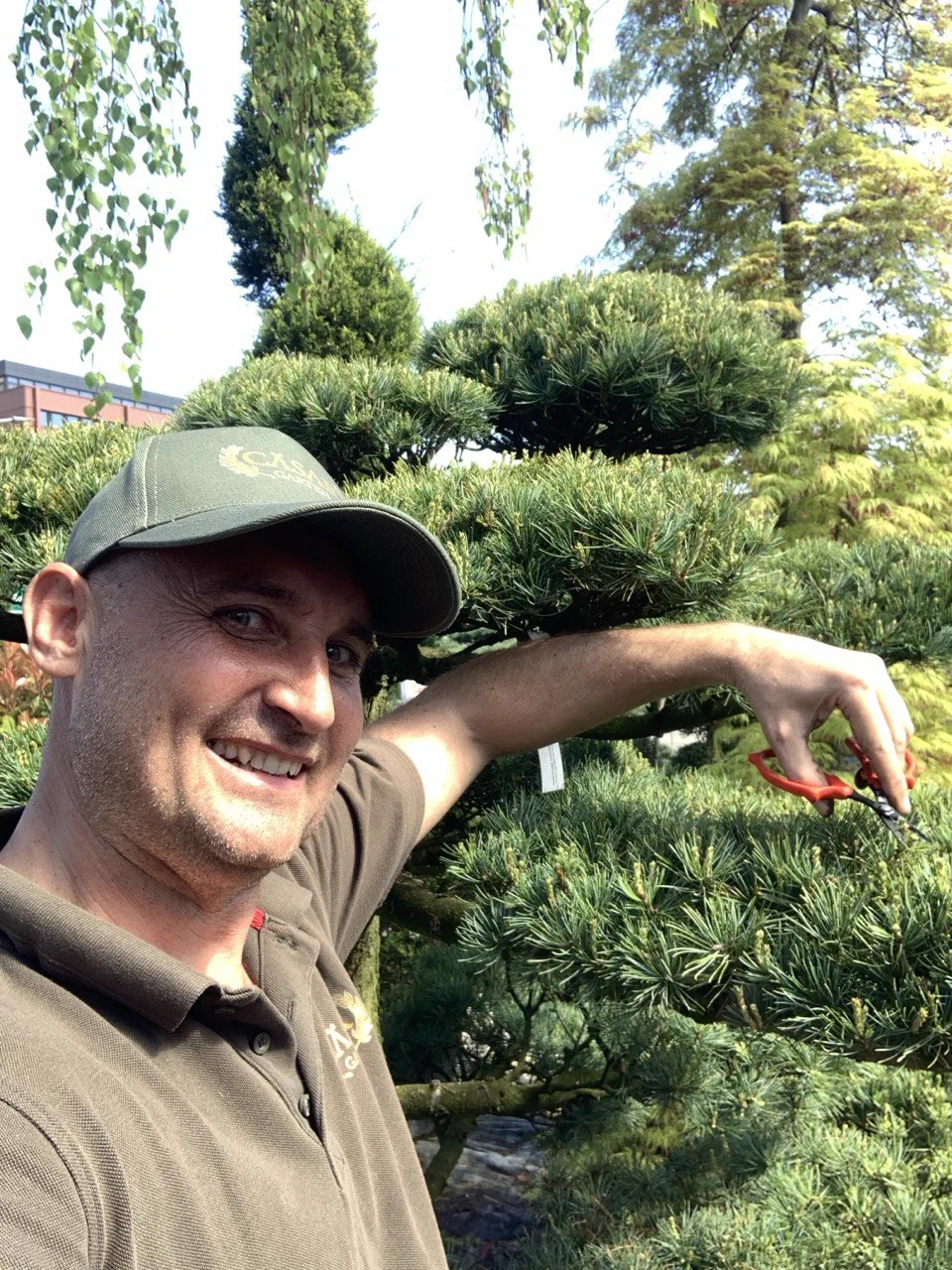 Vorher: Pinus parviflora: Kerzenarbeit am jungen Austrieb 1