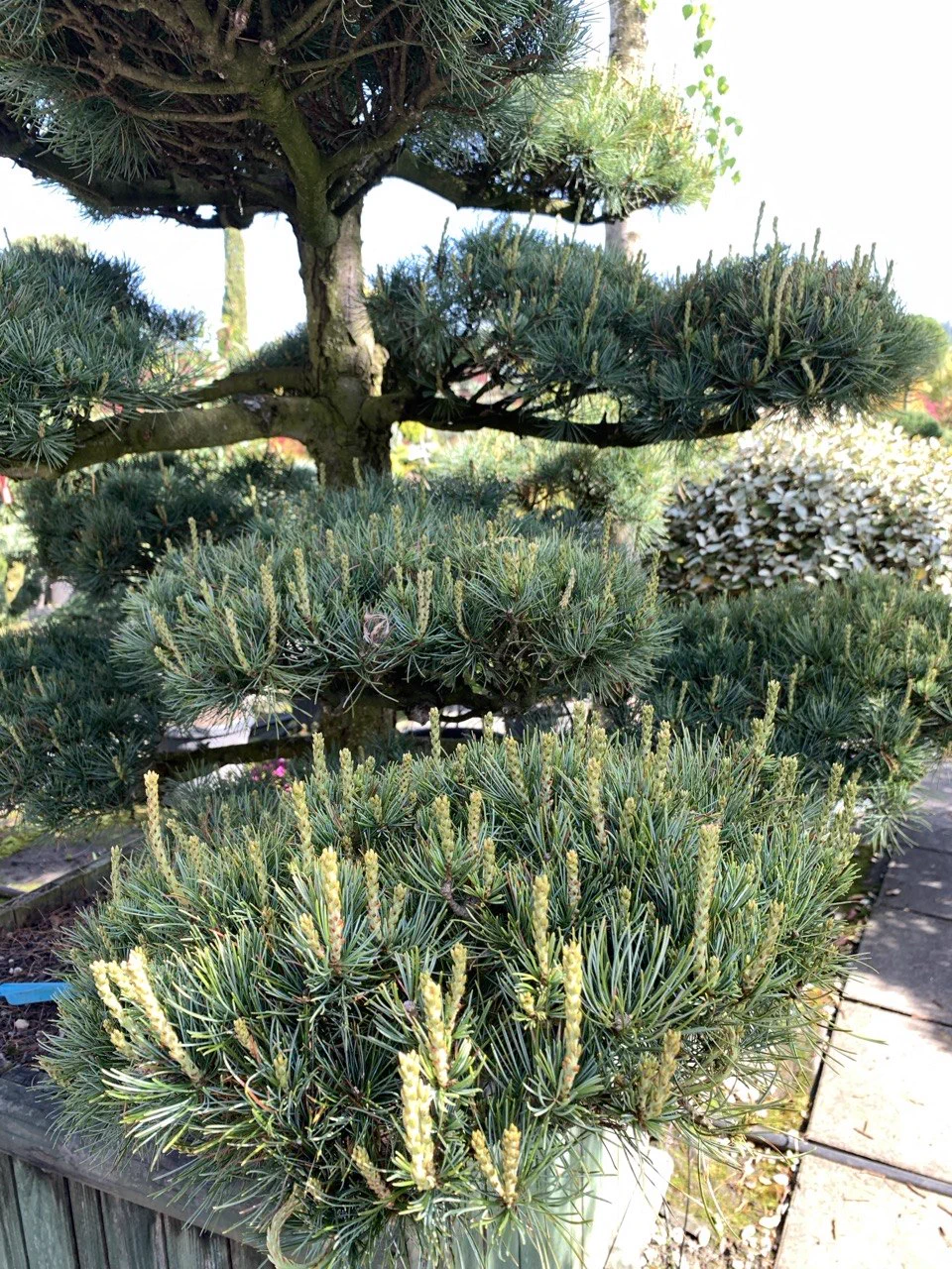 Vorher: Pinus parviflora: Kerzenarbeit am jungen Austrieb 2