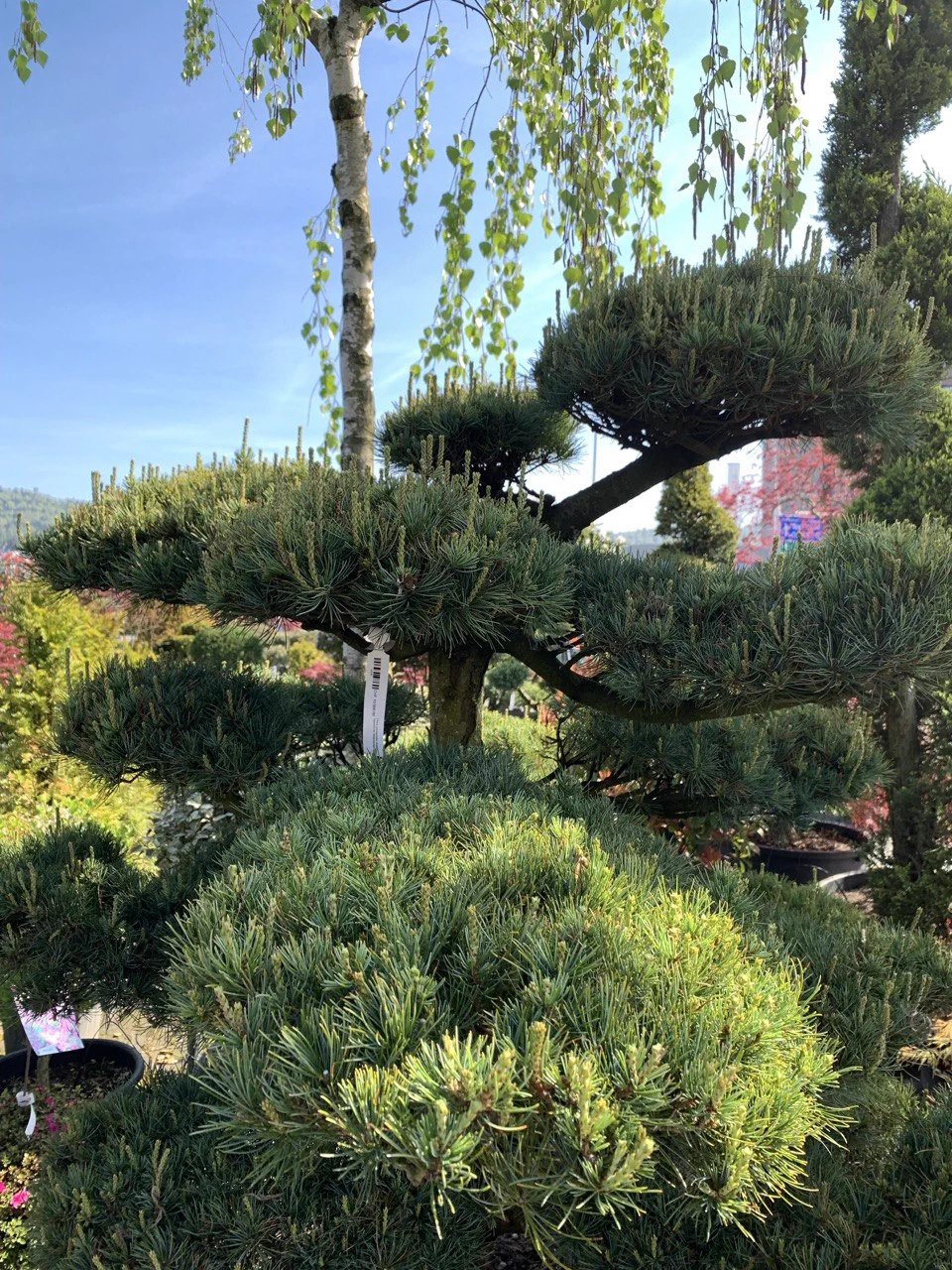 Vorher: Pinus parviflora: Kerzenarbeit am jungen Austrieb 1