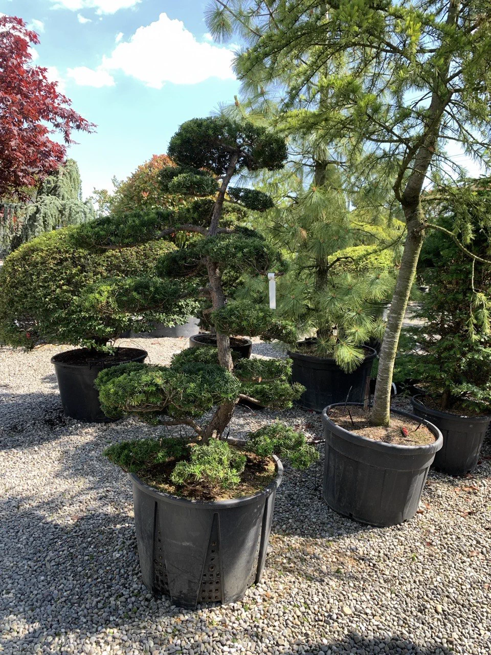 Nachher: Kompakte Pinus parviflora: vom dichten Block zur lesbaren Form 1