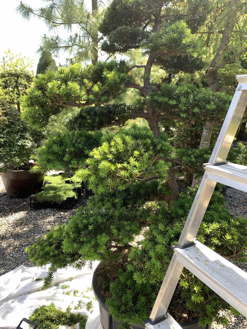 Vorher: Kompakte Pinus parviflora: vom dichten Block zur lesbaren Form 1