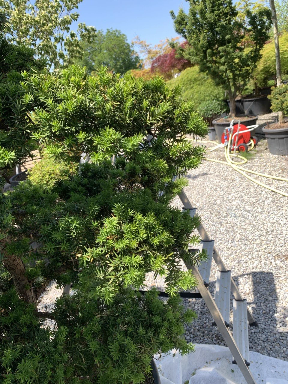 Vorher: Kompakte Pinus parviflora: vom dichten Block zur lesbaren Form 1