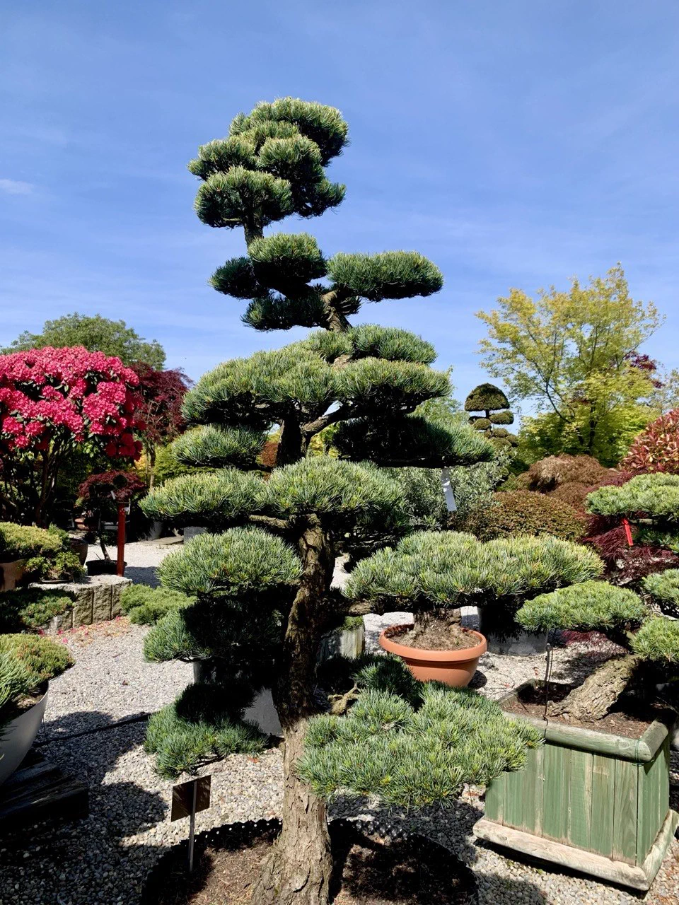 Nachher: Grosse Pinus parviflora: stärkere Silhouette beruhigt 2