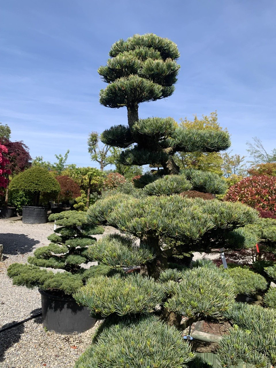 Nachher: Grosse Pinus parviflora: stärkere Silhouette beruhigt 1