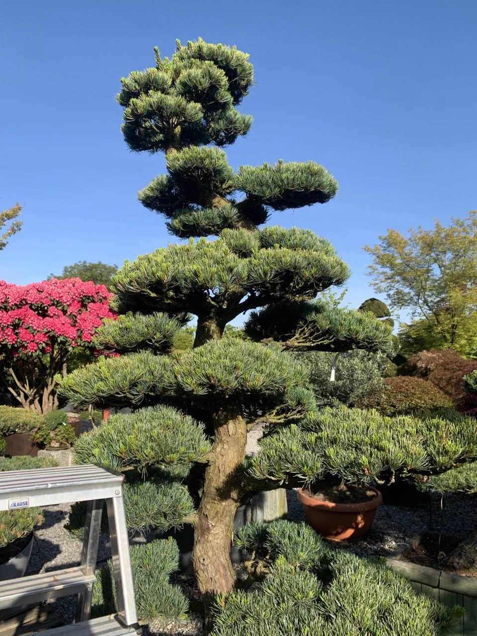 Vorher: Grosse Pinus parviflora: stärkere Silhouette beruhigt 1