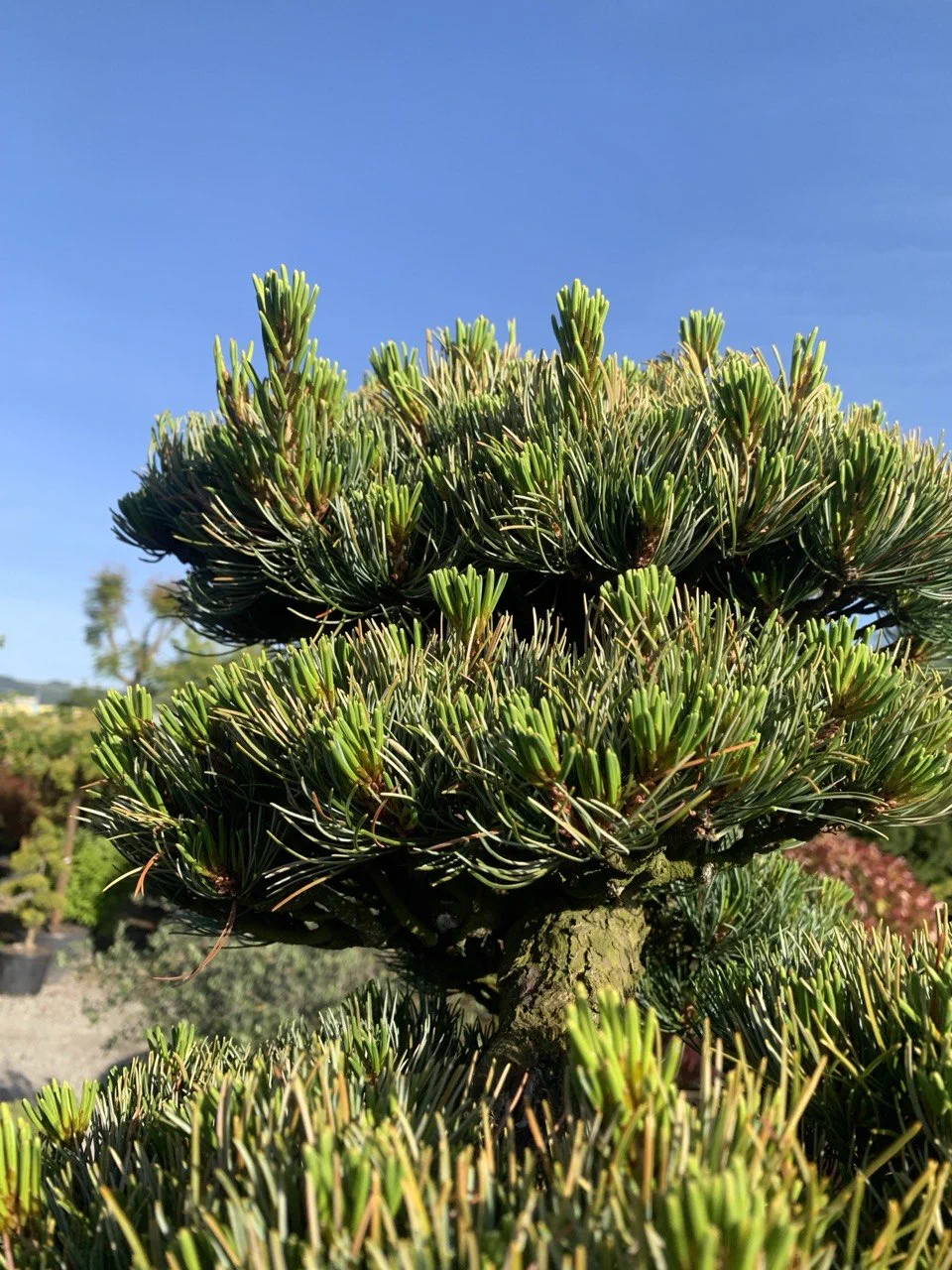 Vorher: Grosse Pinus parviflora: stärkere Silhouette beruhigt 1