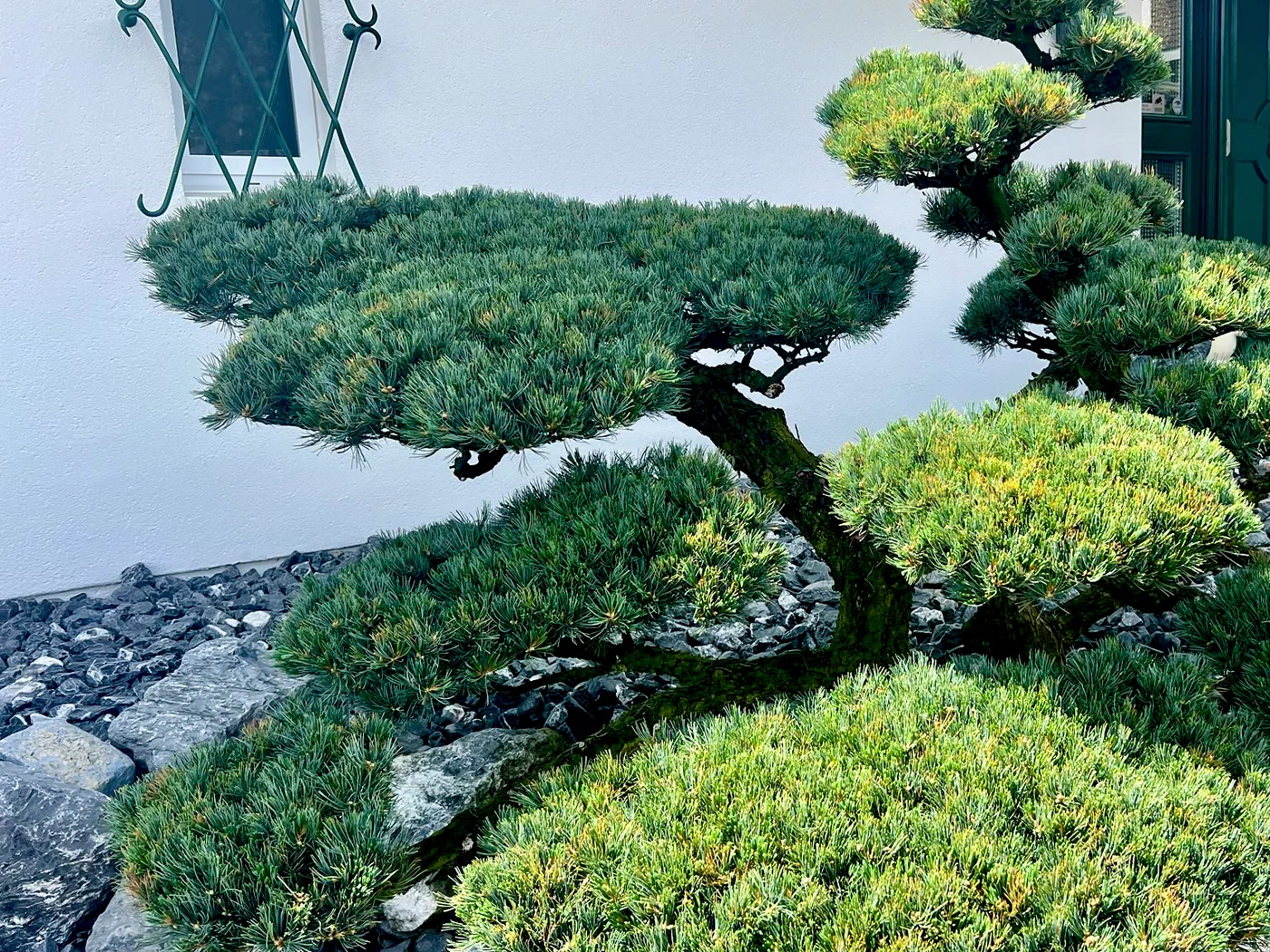 Nachher: Pinus parviflora am Haus: Kerzenarbeit und ruhigere Wolken 2