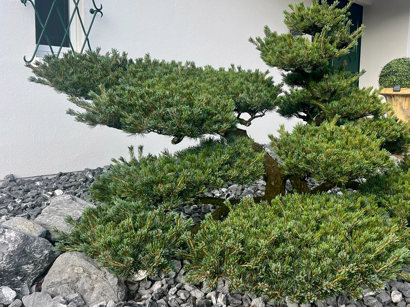 Vorher: Pinus parviflora am Haus: Kerzenarbeit und ruhigere Wolken 1