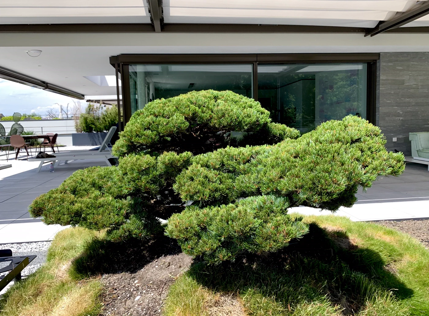 Nachher: Pinus parviflora mit niedriger Krone: Wachstum kontrolliert 1