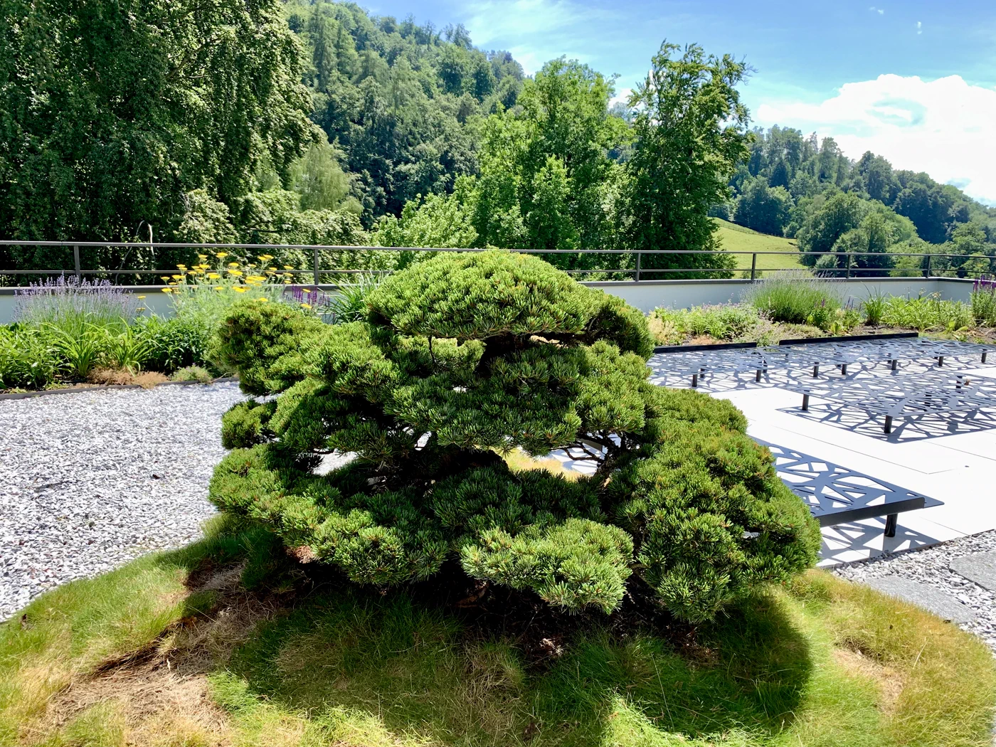 Nachher: Pinus parviflora mit niedriger Krone: Wachstum kontrolliert 2