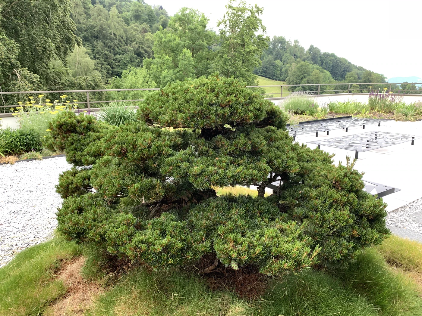 Vorher: Pinus parviflora mit niedriger Krone: Wachstum kontrolliert 1