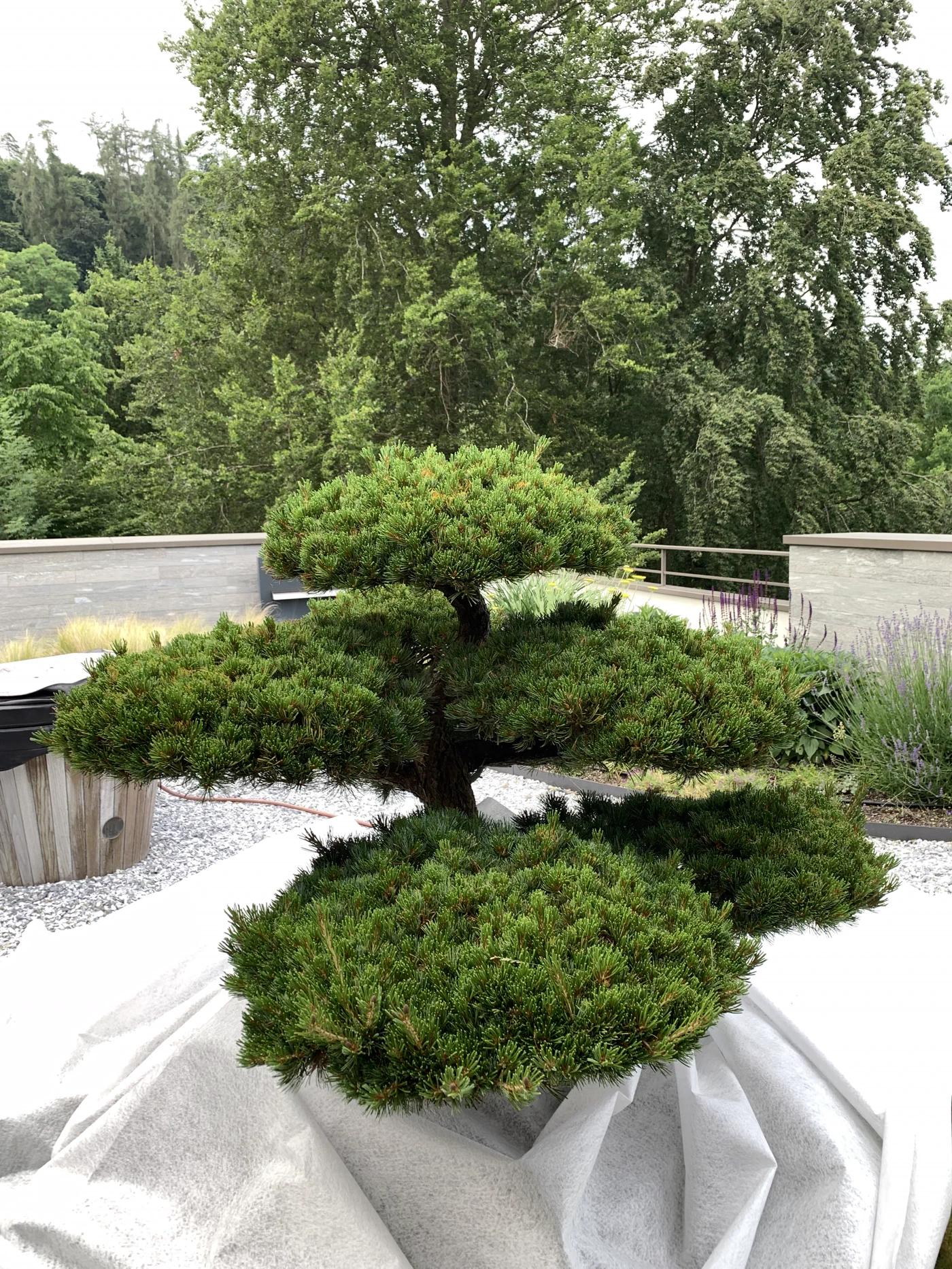 Vorher: Pinus parviflora mit niedriger Krone: Wachstum kontrolliert 1