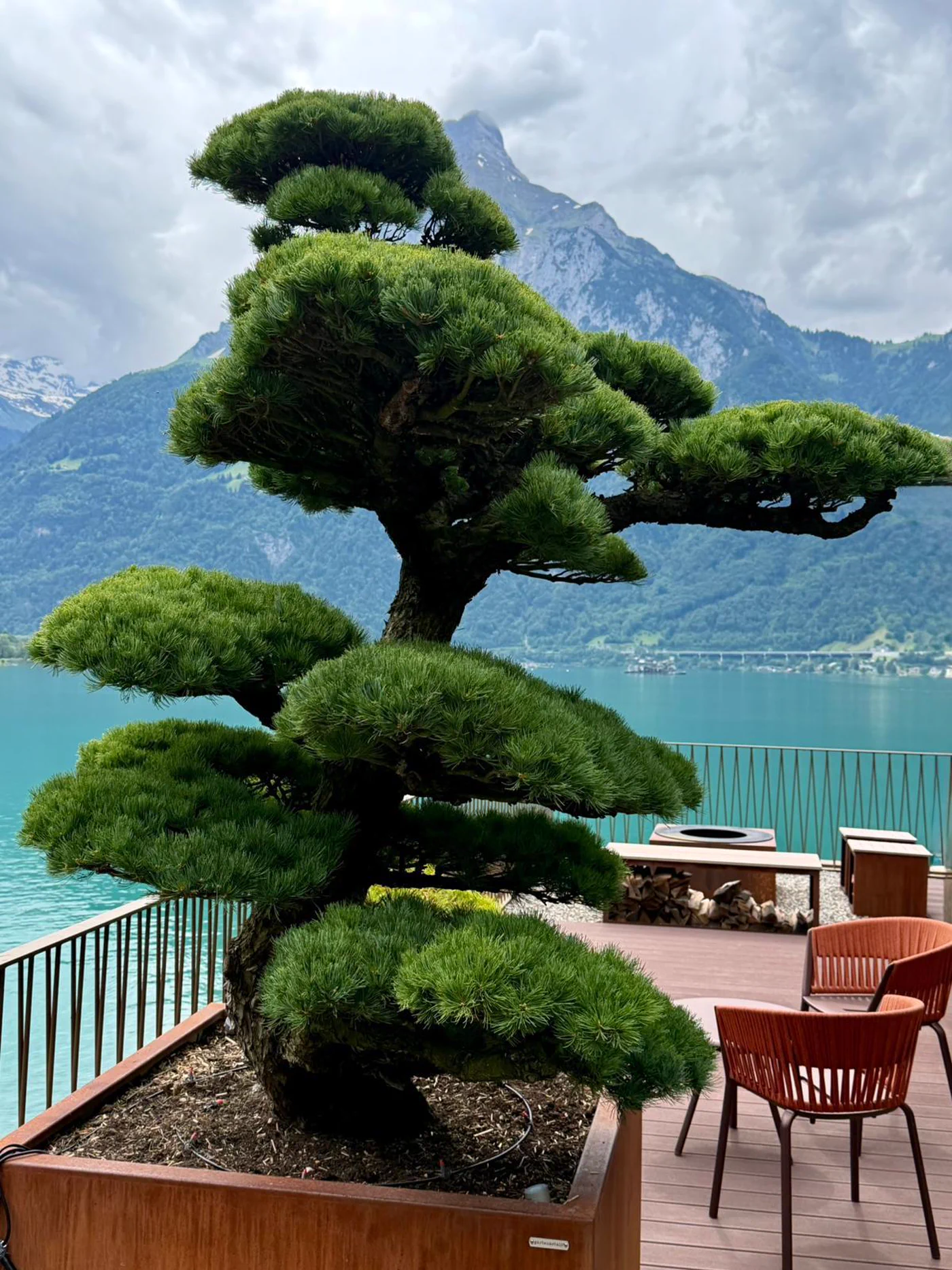Nachher: Pinus parviflora auf der Terrasse: Jahreszuwachs begrenzt 1