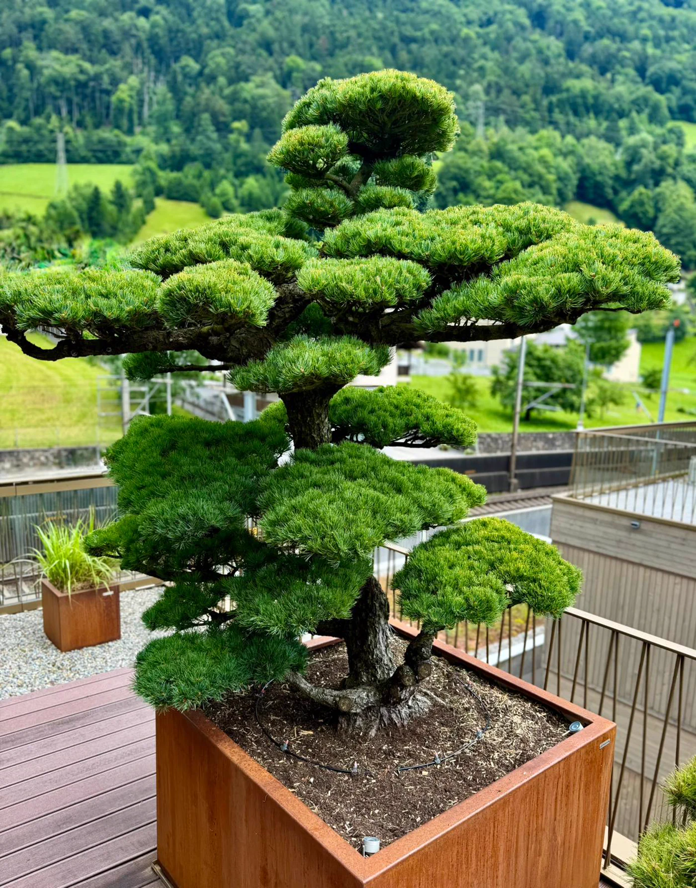 Nachher: Pinus parviflora auf der Terrasse: Jahreszuwachs begrenzt 2