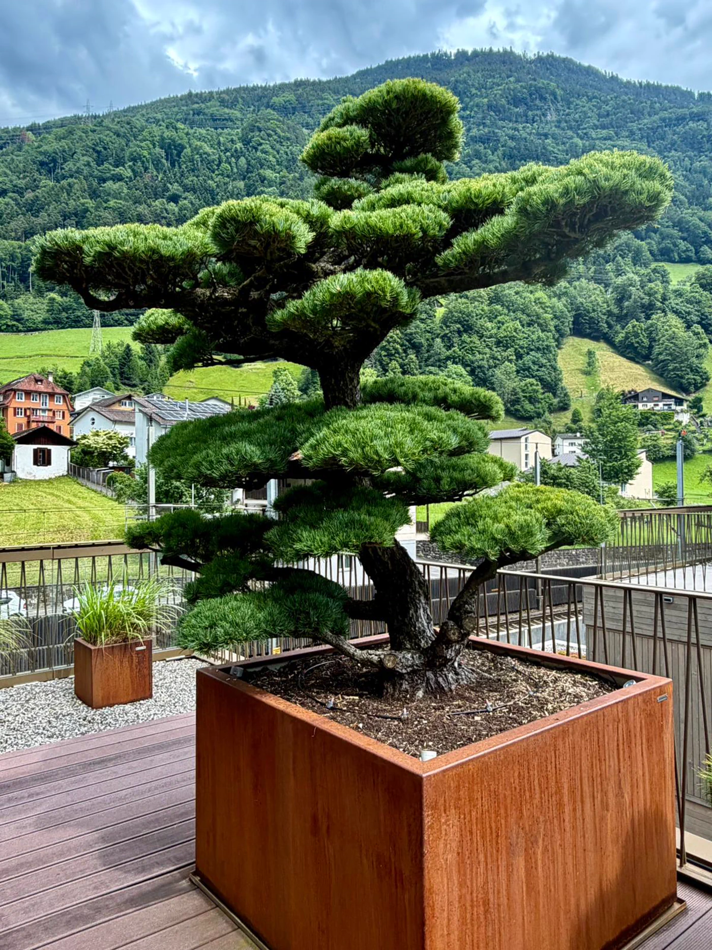 Vorher: Pinus parviflora auf der Terrasse: Jahreszuwachs begrenzt 1
