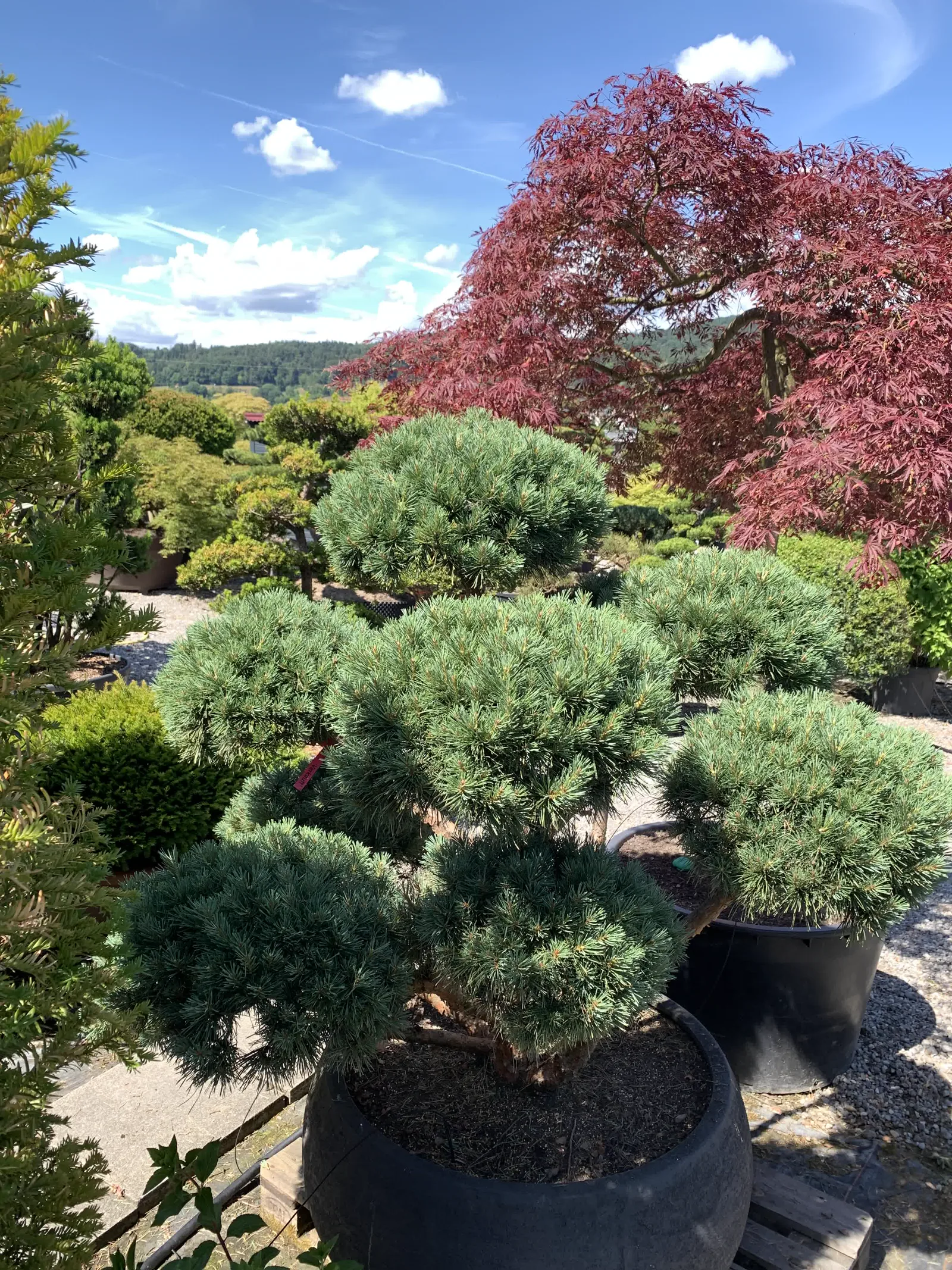 Nachher: Pinus sylvestris 'Watereri': dichte Wolken geöffnet 2