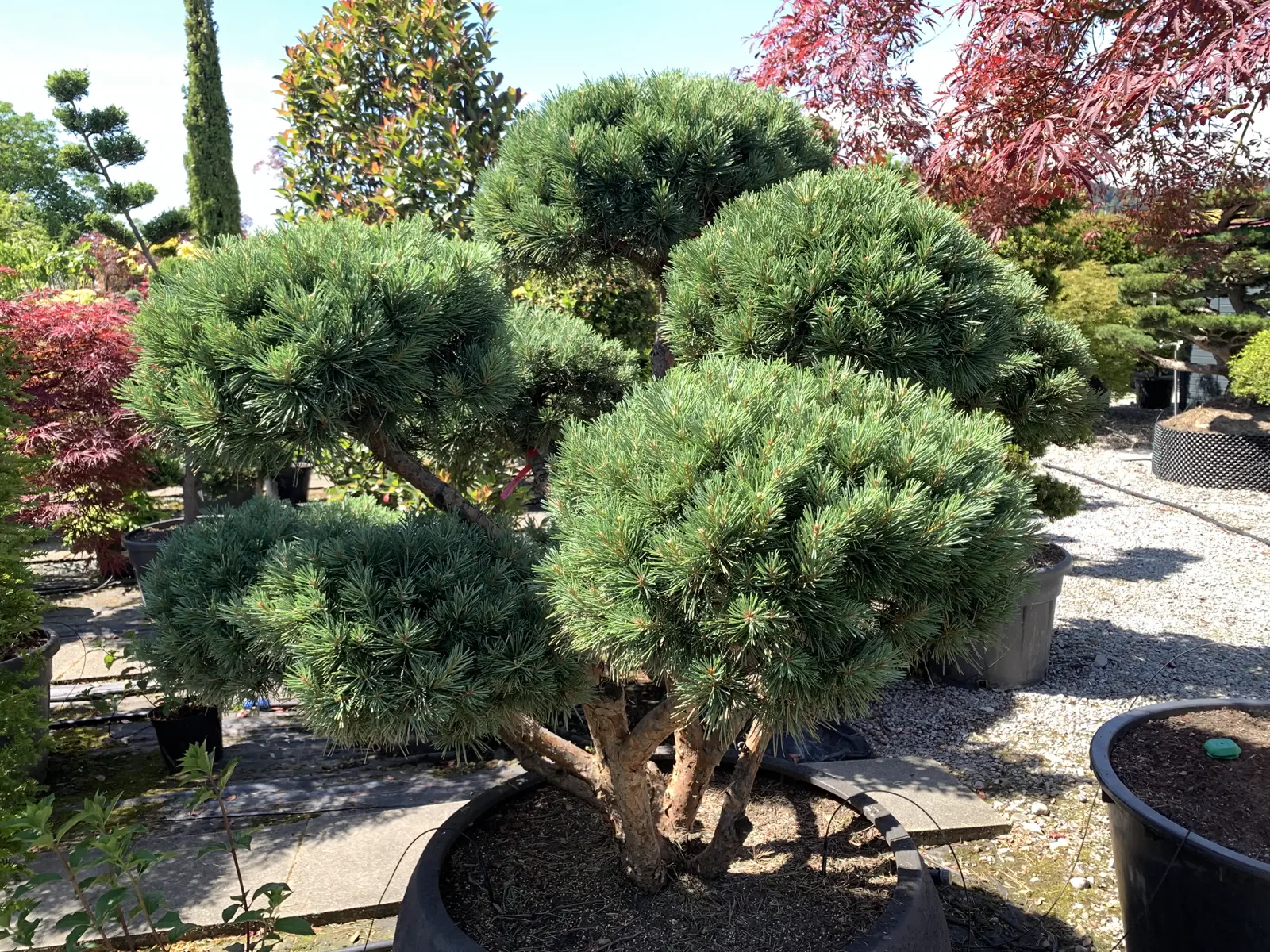 Nachher: Pinus sylvestris 'Watereri': dichte Wolken geöffnet 1