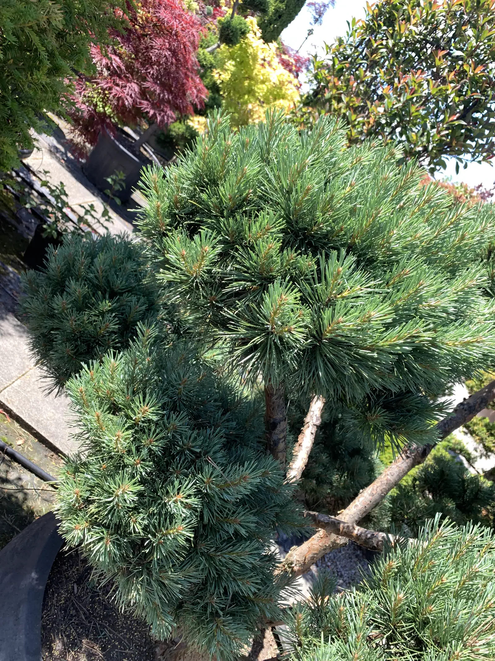 Vorher: Pinus sylvestris 'Watereri': dichte Wolken geöffnet 1