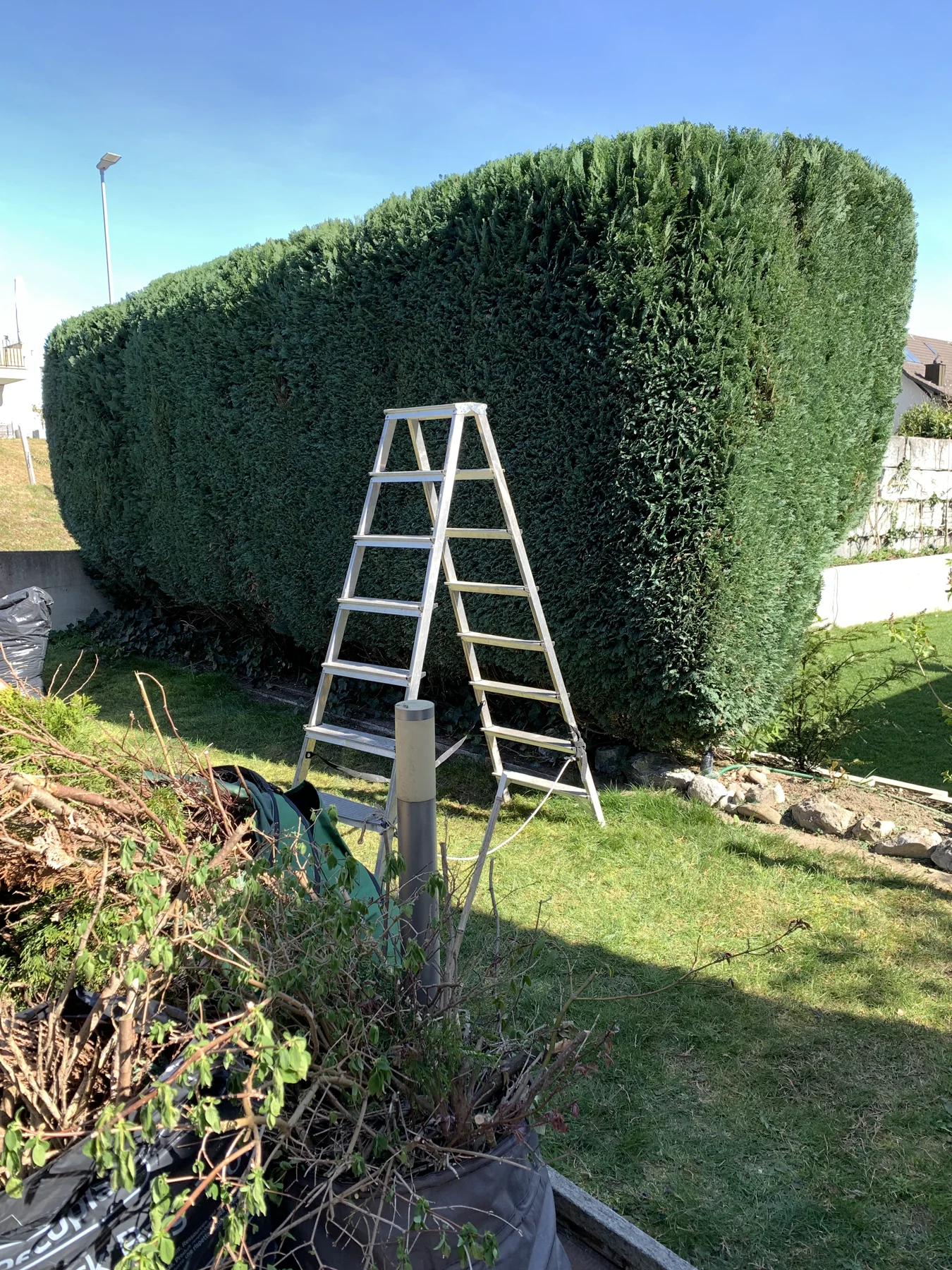 Arbeit: Nadelgehölz-Hecke: vom dichten Block zur kontrollierten Linie 2