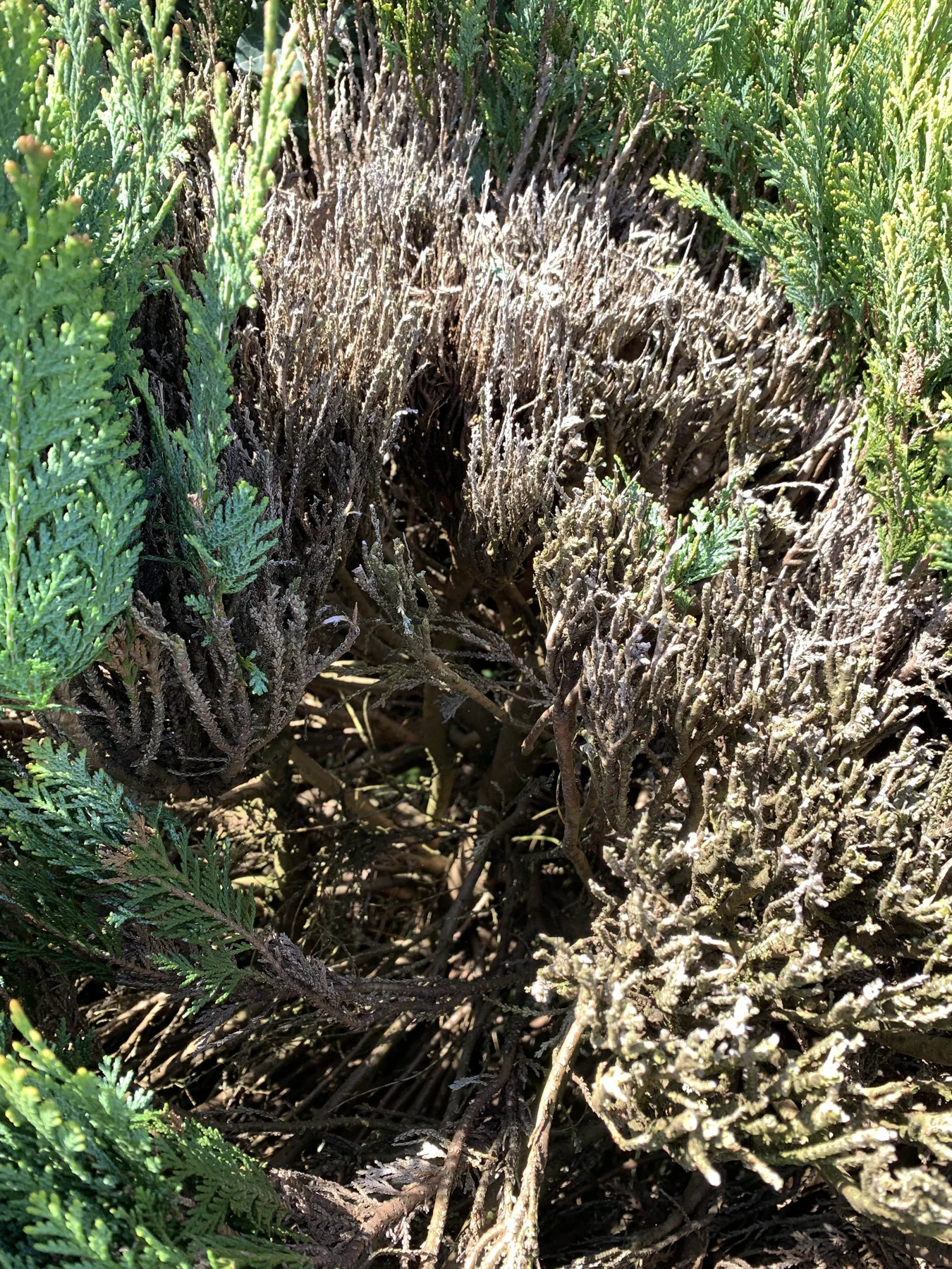 Arbeit: Nadelgehölz-Hecke: vom dichten Block zur kontrollierten Linie 1