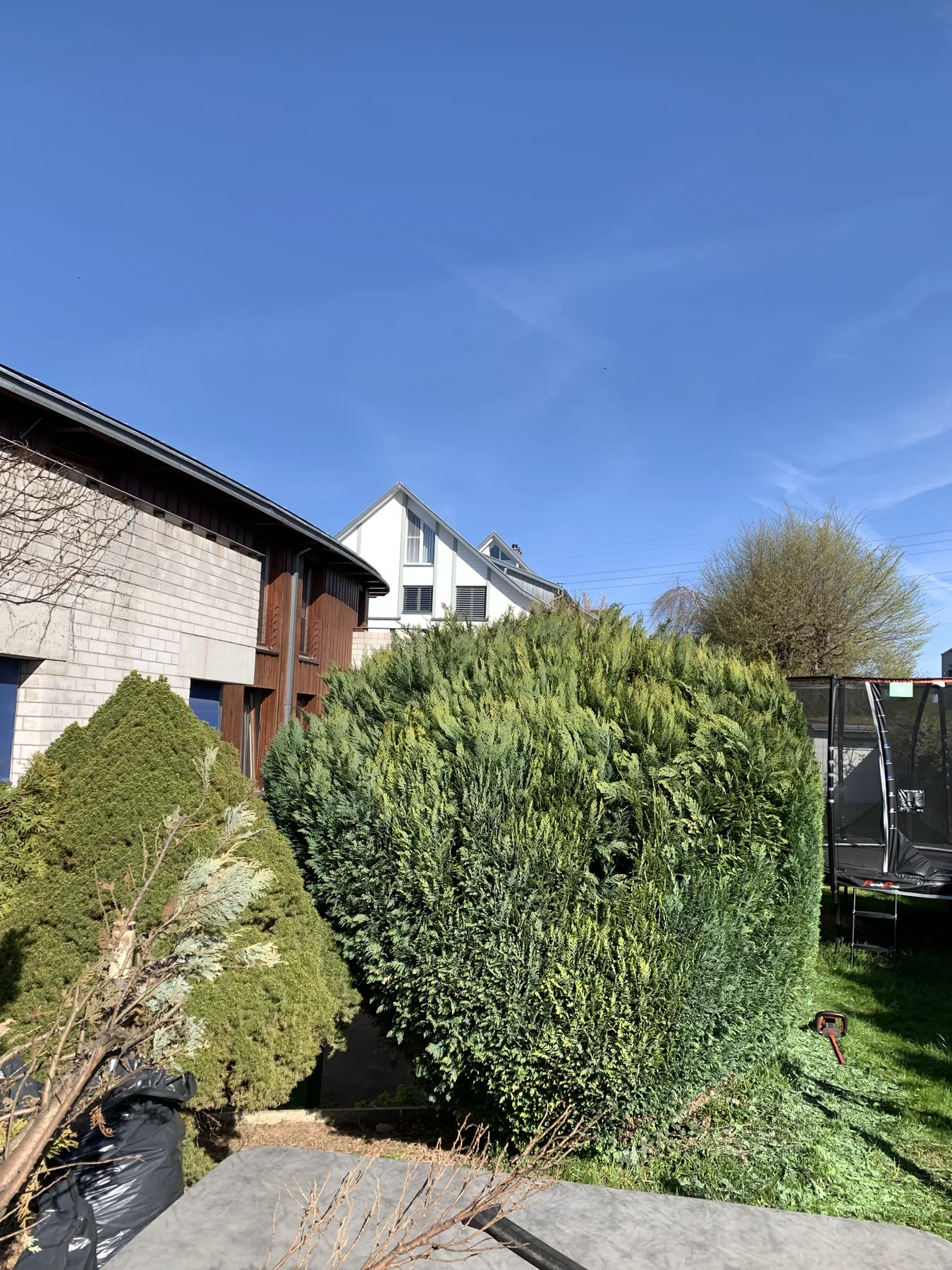 Vorher: Nadelgehölz-Hecke: vom dichten Block zur kontrollierten Linie 1