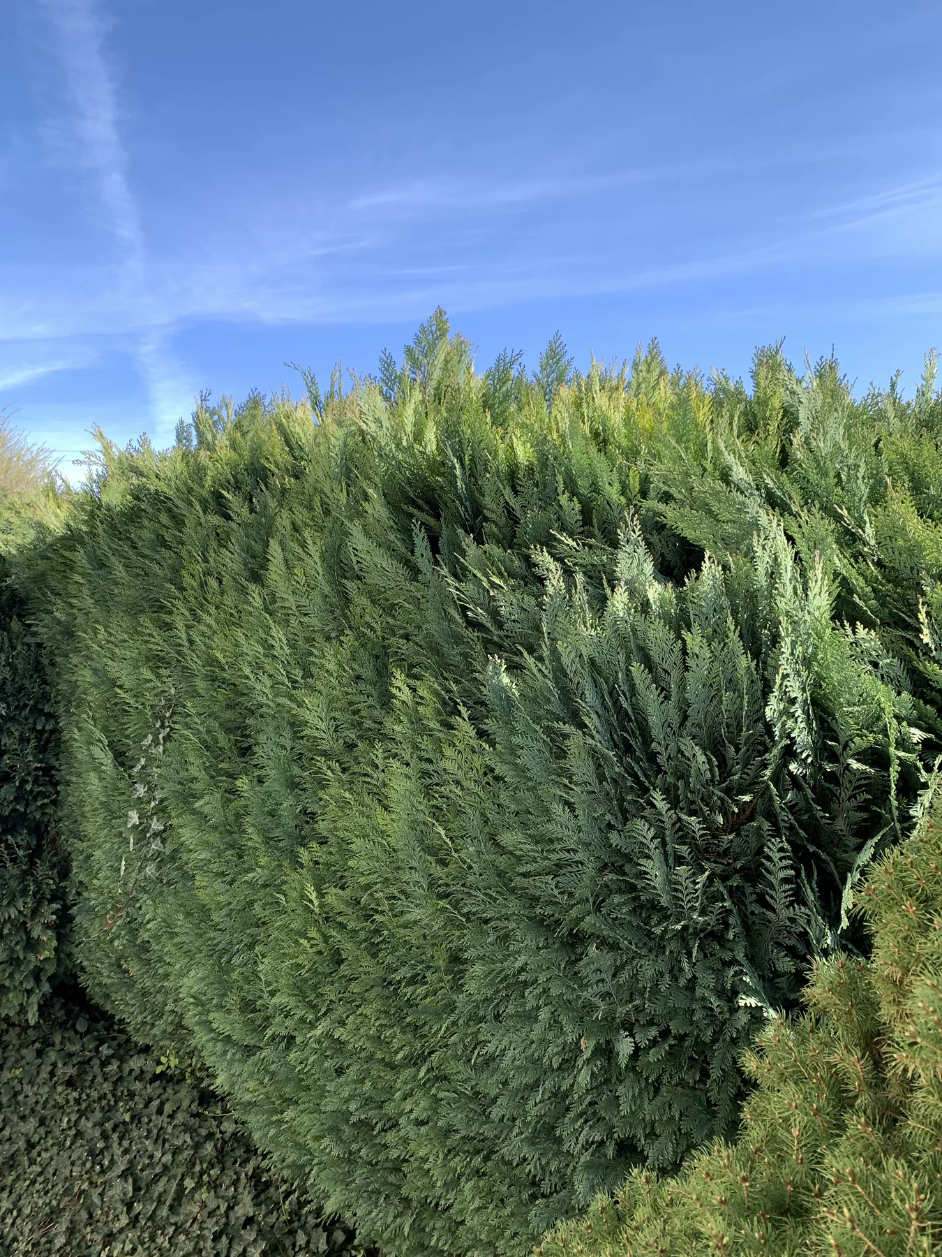 Vorher: Nadelgehölz-Hecke: vom dichten Block zur kontrollierten Linie 1