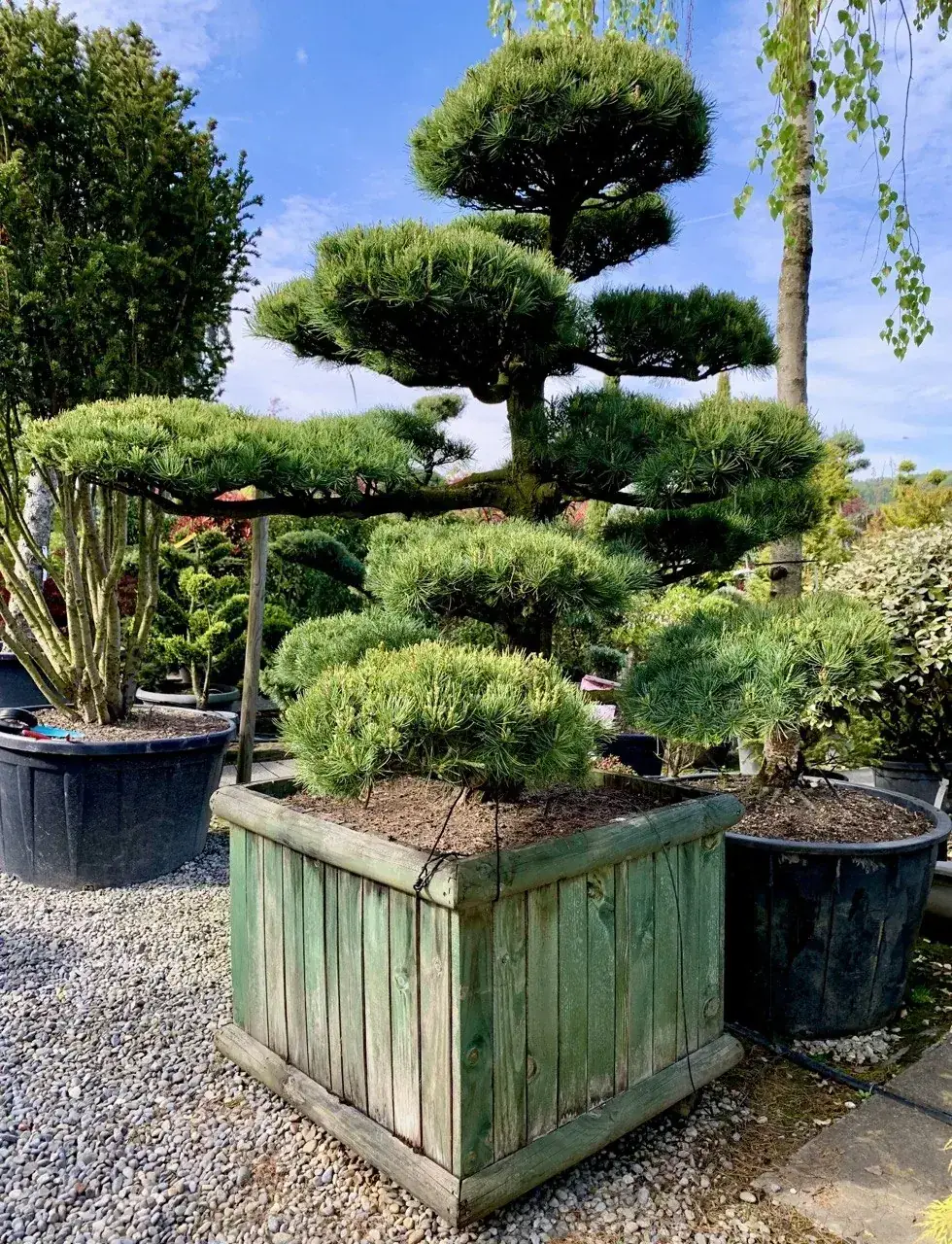 Ansicht 1: Pinus parviflora im Holzkasten: niedrige Krone, Standort und Proportion.