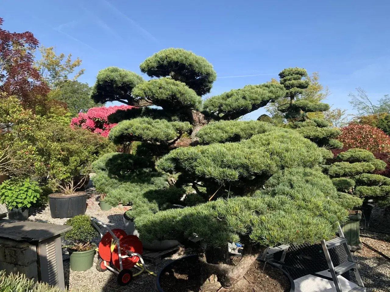 Geöffnet: Pinus parviflora: dichte Krone, getrennte Wolken, fertige Wirkung.