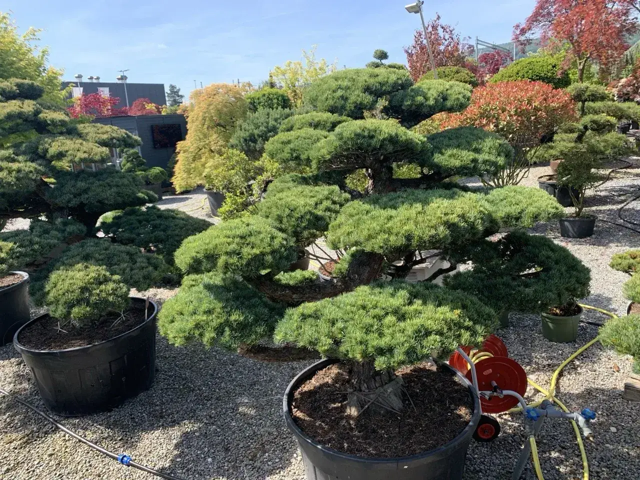 Wirkung: Pinus parviflora: dichte Krone, getrennte Wolken, fertige Wirkung.