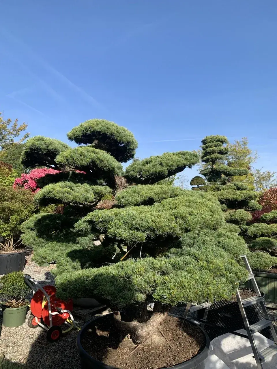 Dicht: Pinus parviflora: dichte Krone, getrennte Wolken, fertige Wirkung.