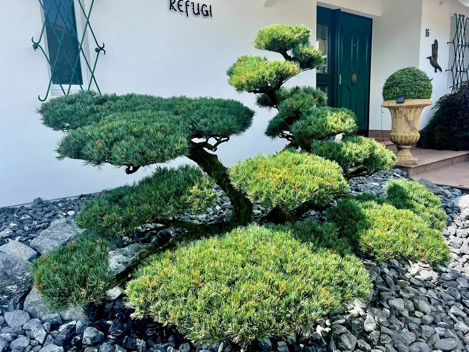 Geöffnet: Pinus parviflora am Haus: dichter Austrieb und ruhigere Wolkenlinie.