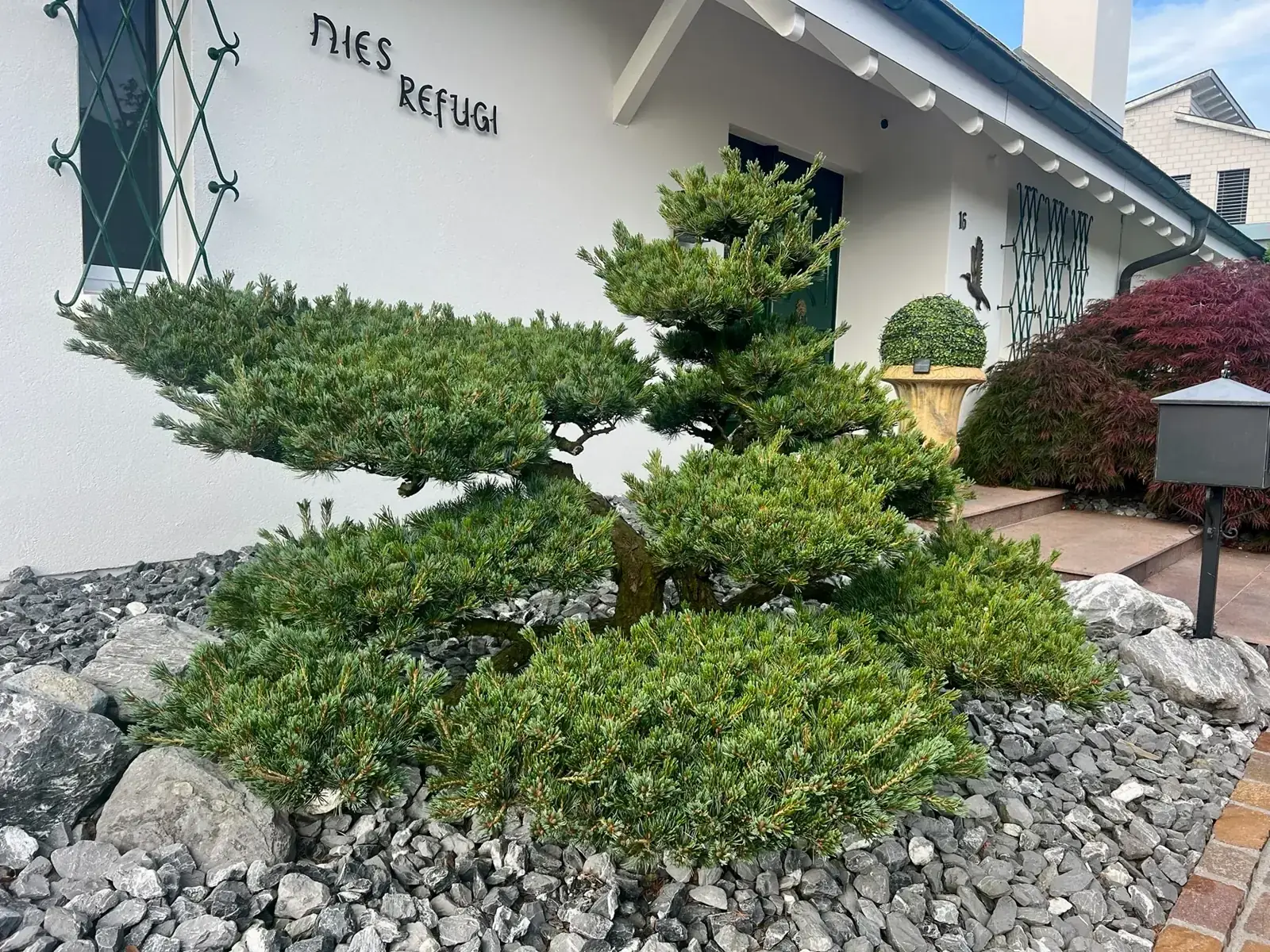 Dicht: Pinus parviflora am Haus: dichter Austrieb und ruhigere Wolkenlinie.