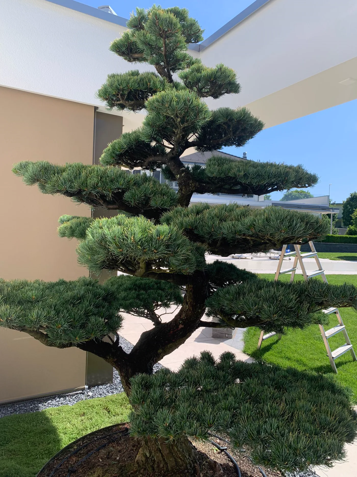 Pinus parviflora im Garten nach der Arbeit an Kerzen und jungem Austrieb, Baum 1