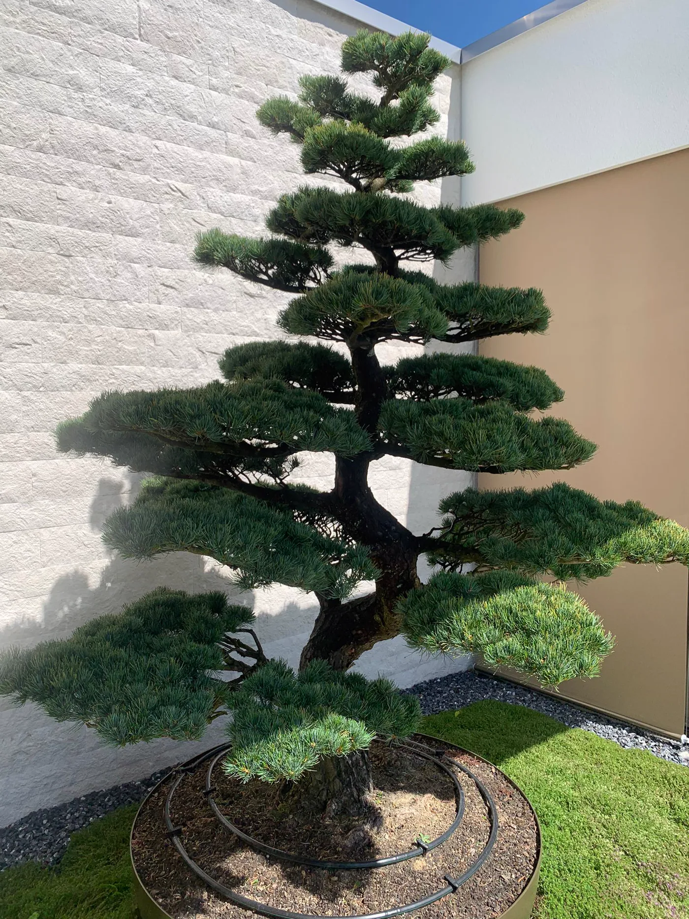 Zweite Ansicht von Pinus parviflora nach dem Absenken des jungen Austriebs