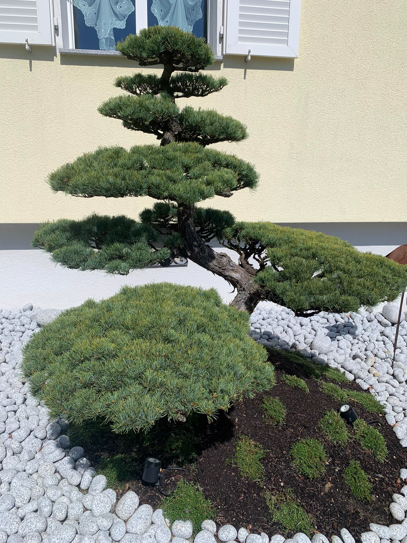 Pinus parviflora im Gartenbeet mit ruhiger Wolkenlinie nach Kerzenarbeit, Baum 2