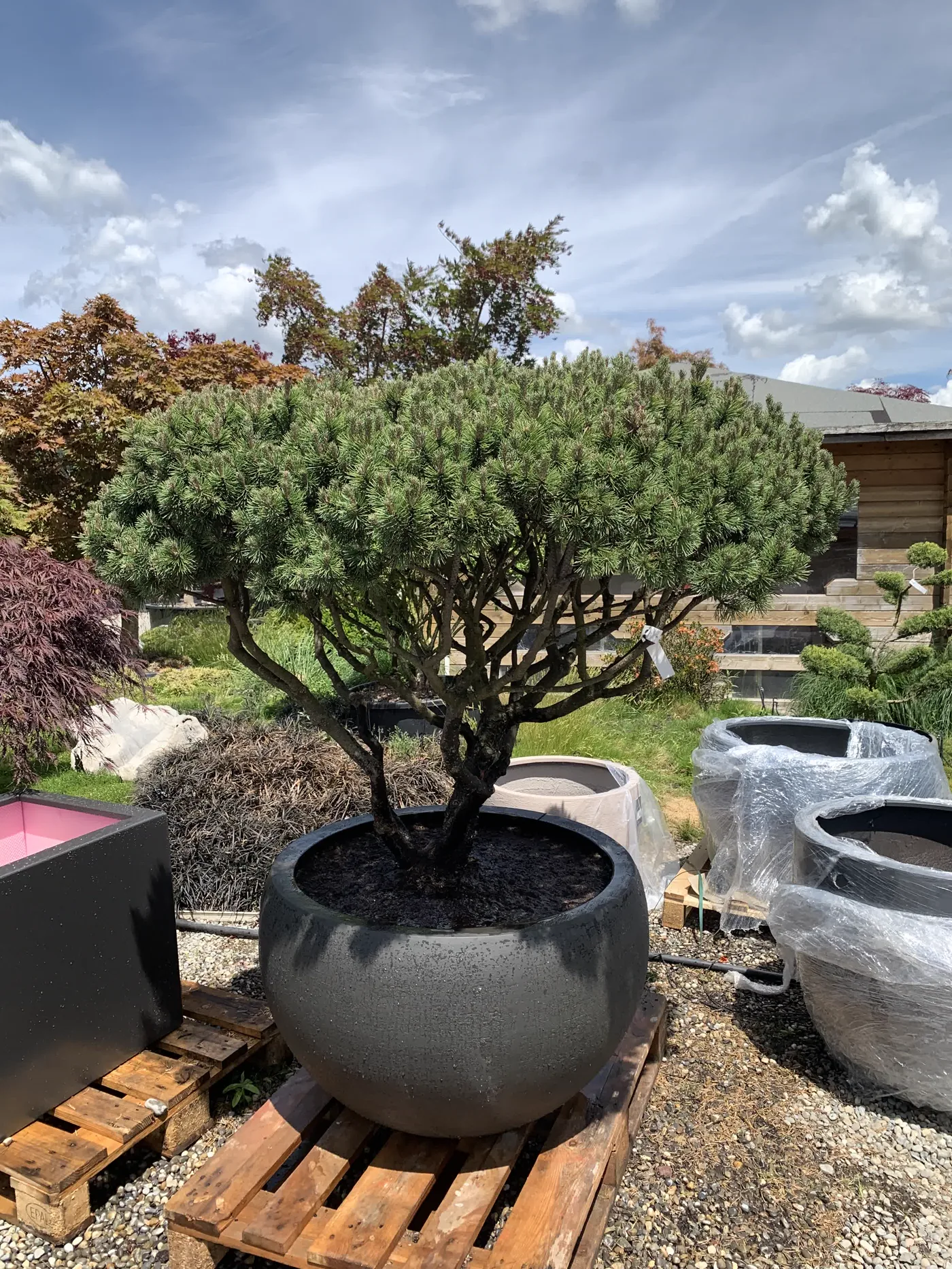 Pinus mugo Pumilio in grosser Schale mit künstlerisch geformter Pilzkrone