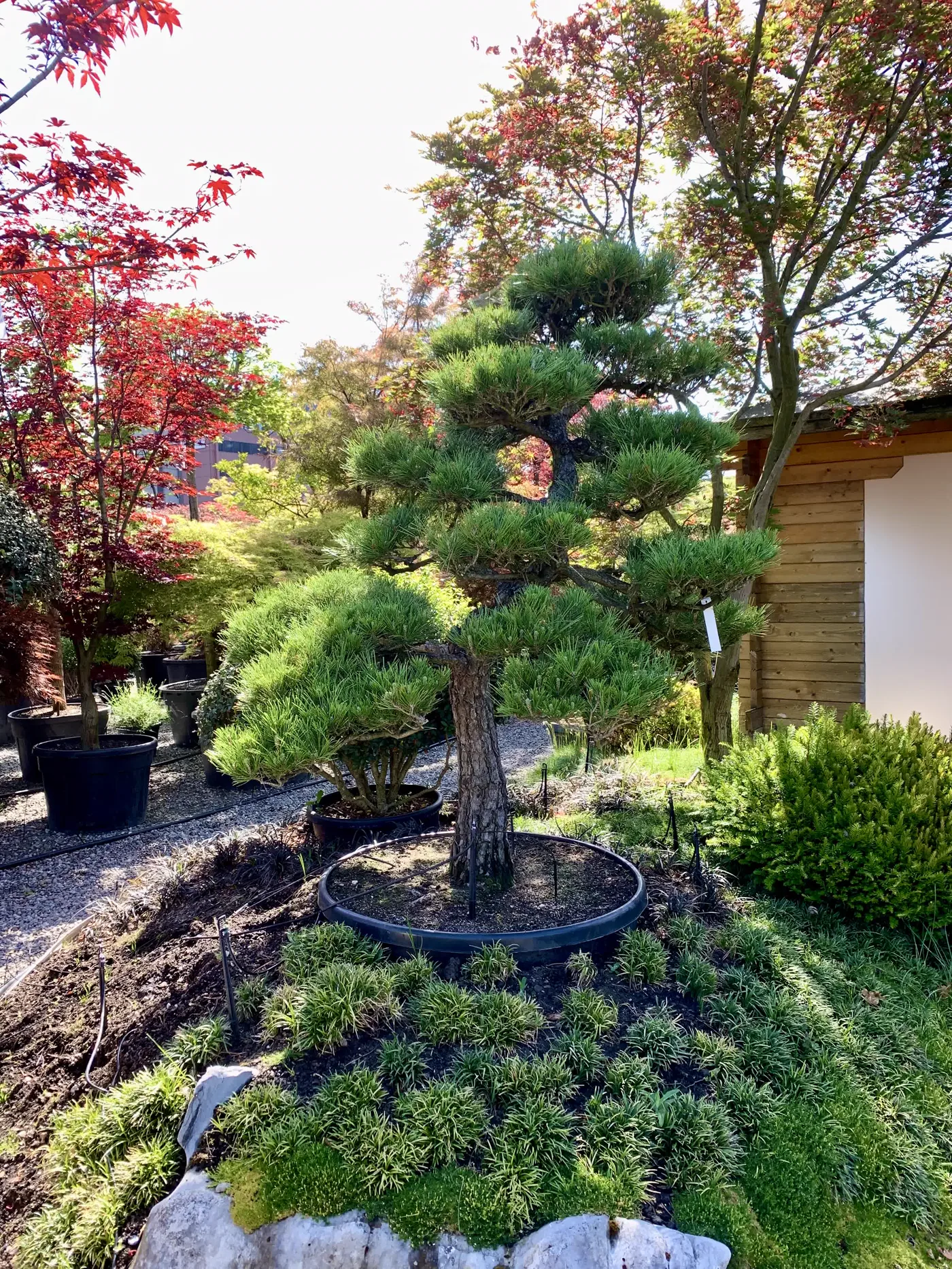 Japanische Schwarzkiefer Pinus thunbergii mit architektonisch aufgebauter Niwaki-Krone