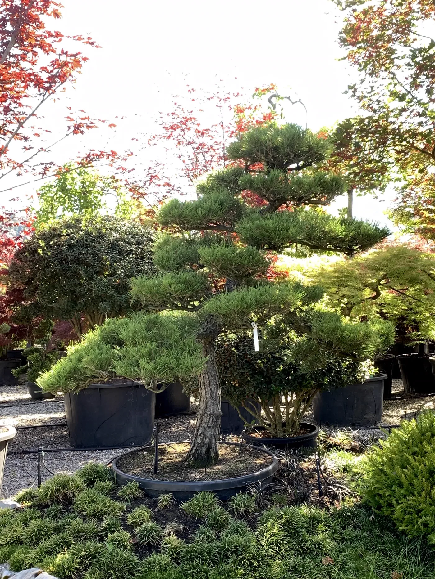 Pinus thunbergii nach Kronenarbeit mit klaren Wolkenetagen
