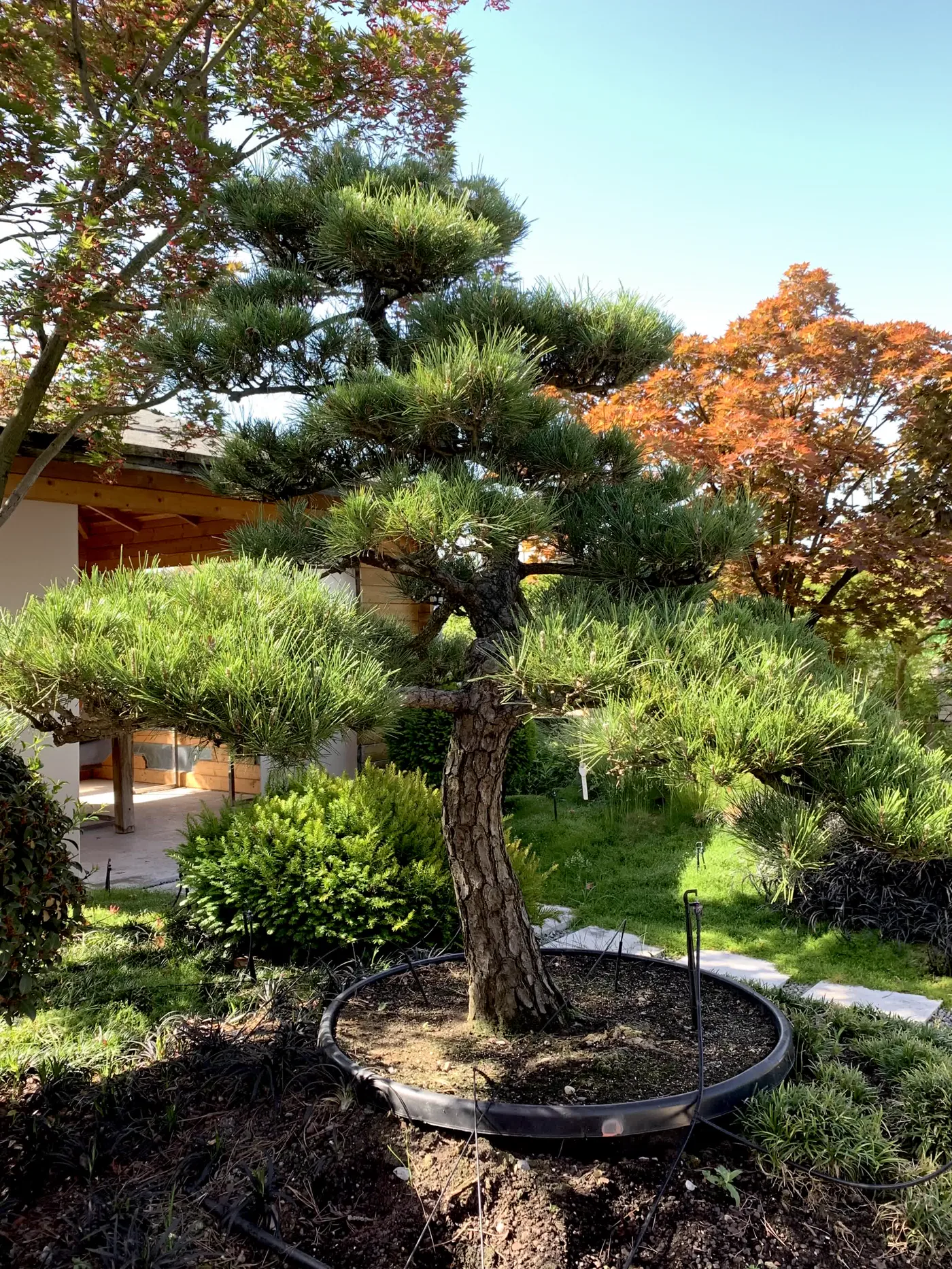 Detail der japanischen Schwarzkiefer Pinus thunbergii nach Auslichtung und Kerzenarbeit