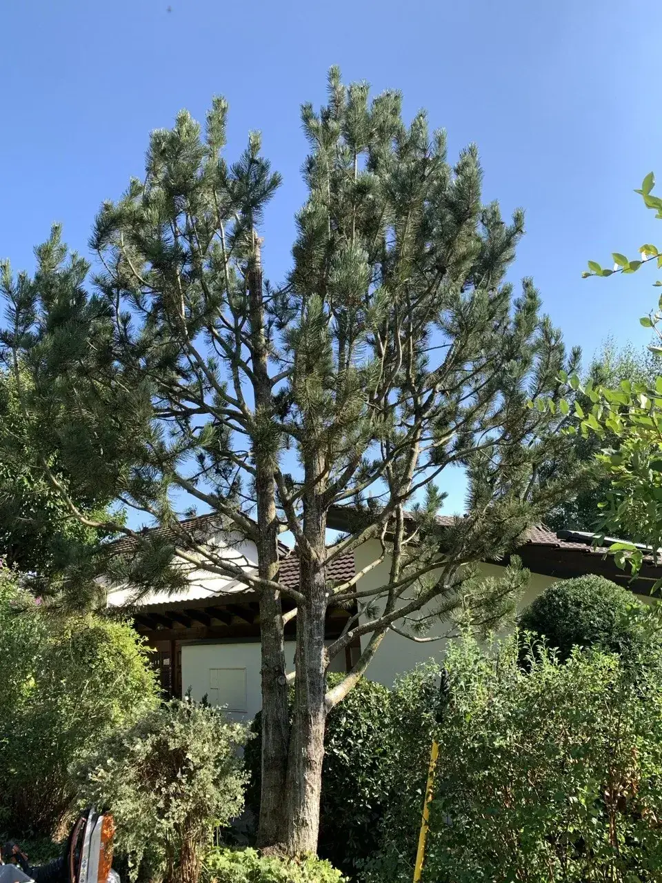 Schwarzkiefer Pinus nigra nach sanitärer Kronenreinigung und saisonaler Pflege