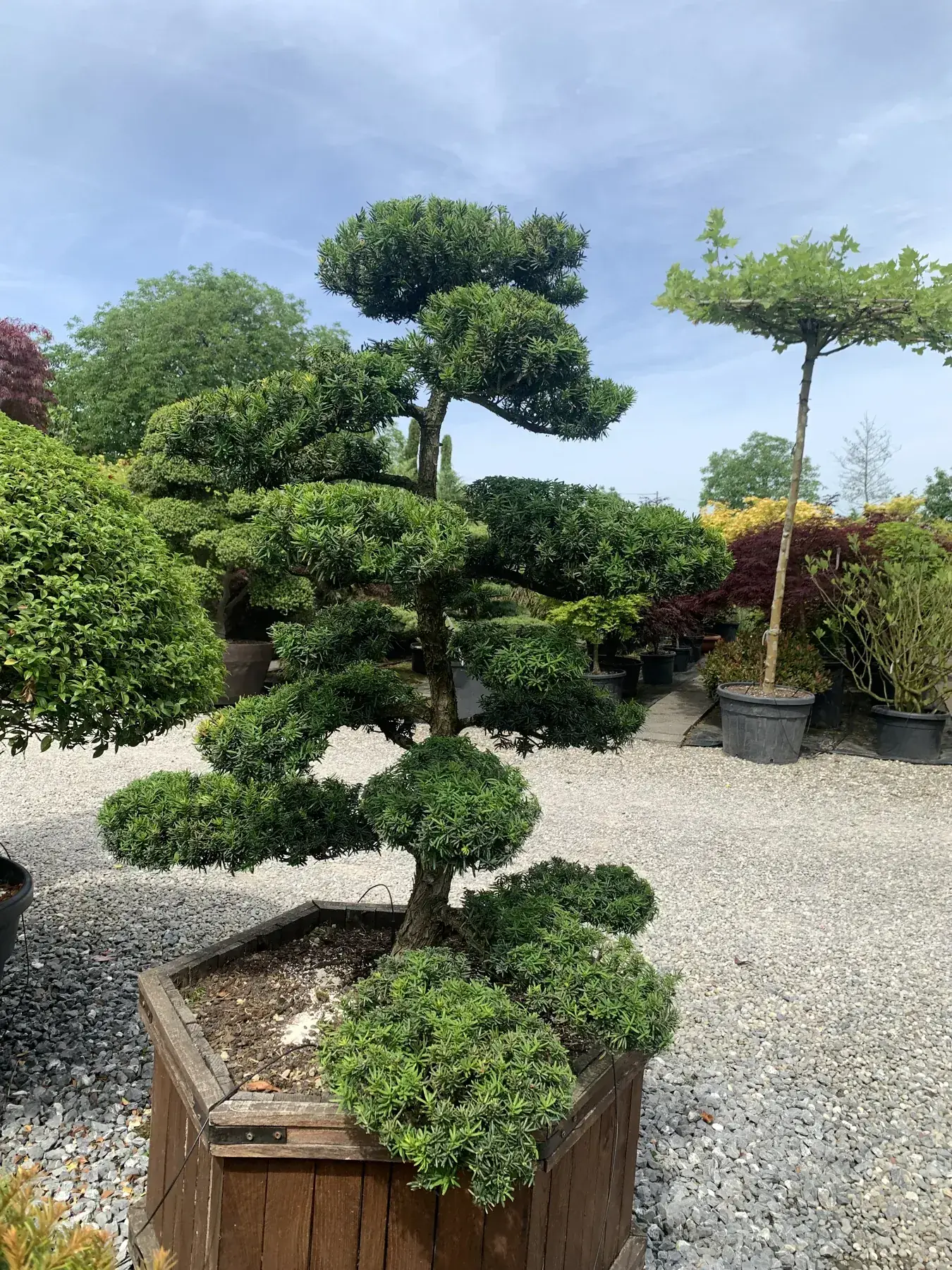 Japanische Schwarzkiefer (Pinus thunbergii) als Garten-Bonsai / Niwaki, von Hand geformt – Region Zürich