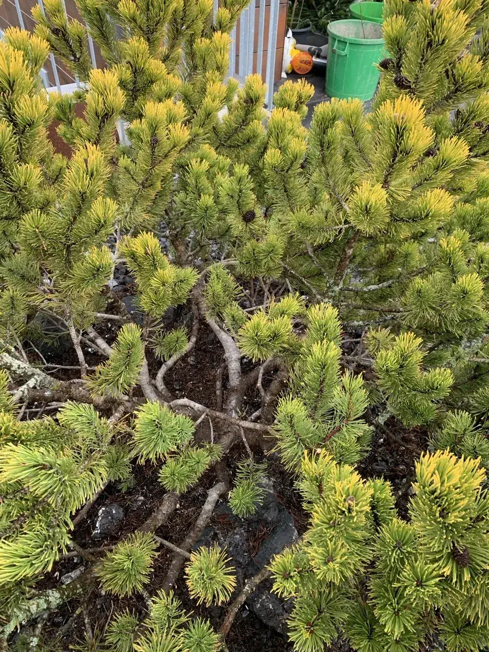 Pinus mugo Wintergold mit gereinigter Kronenmitte nach der Herbstpflege