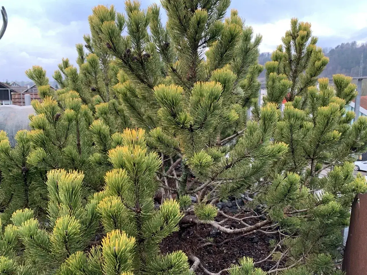 Pinus mugo Wintergold mit gelber Winterfaerbung nach der Kronenpflege