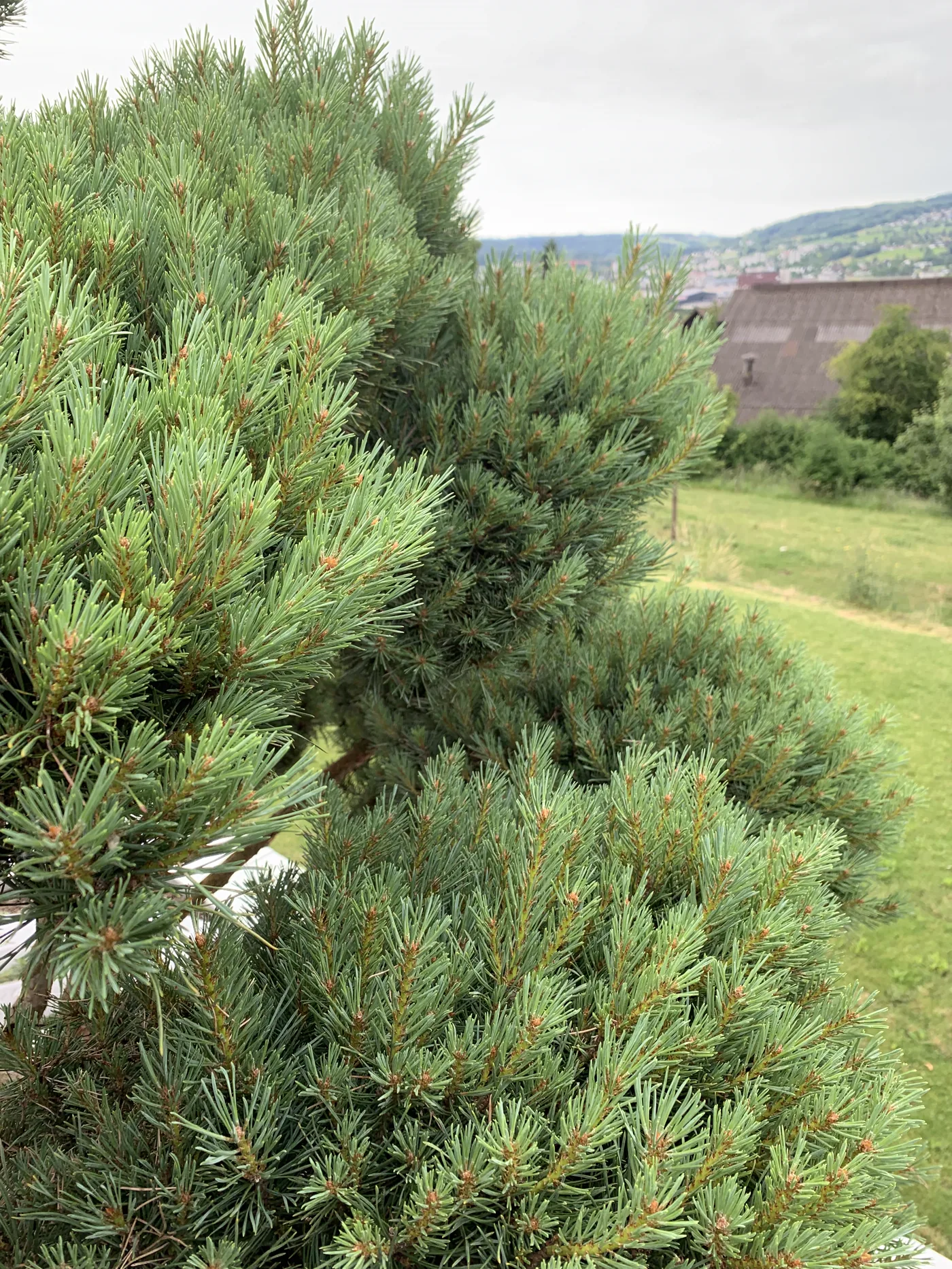 Pinus sylvestris Watereri Baum 1, junger Austrieb und dichte Nadeln in der Wolke