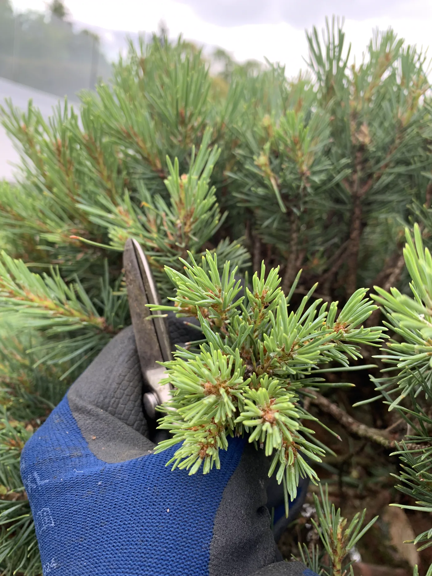 Handarbeit an Pinus sylvestris Watereri mit Schere und jungem Austrieb