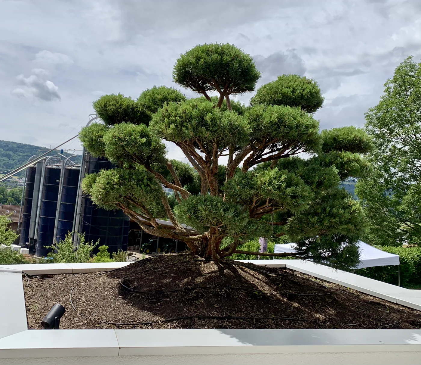 Pinus sylvestris Watereri Baum 2 nach Wolkenpflege im Terrassengarten